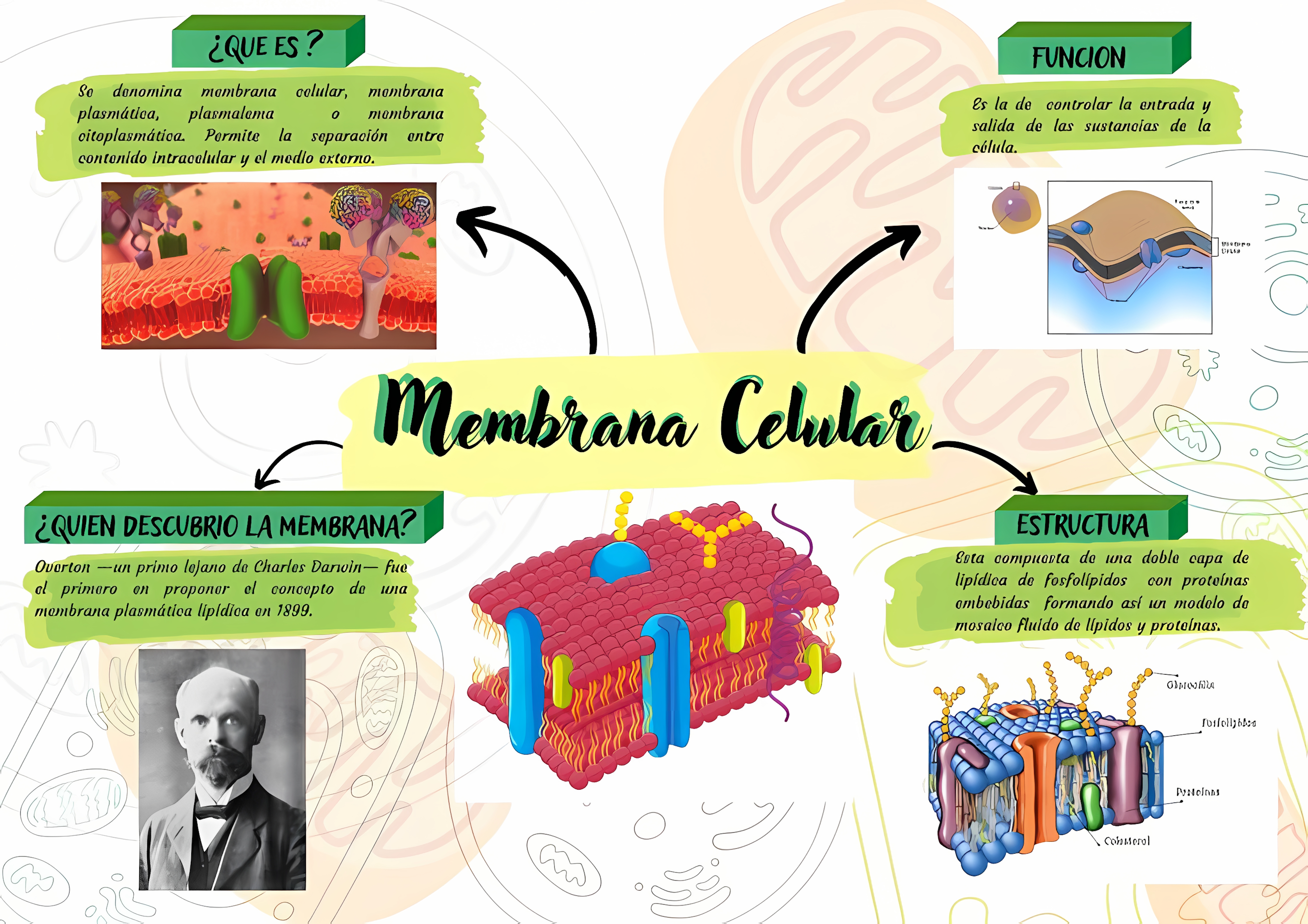 MAPA MENTAL SOBRE MEMBRANA CELULAR