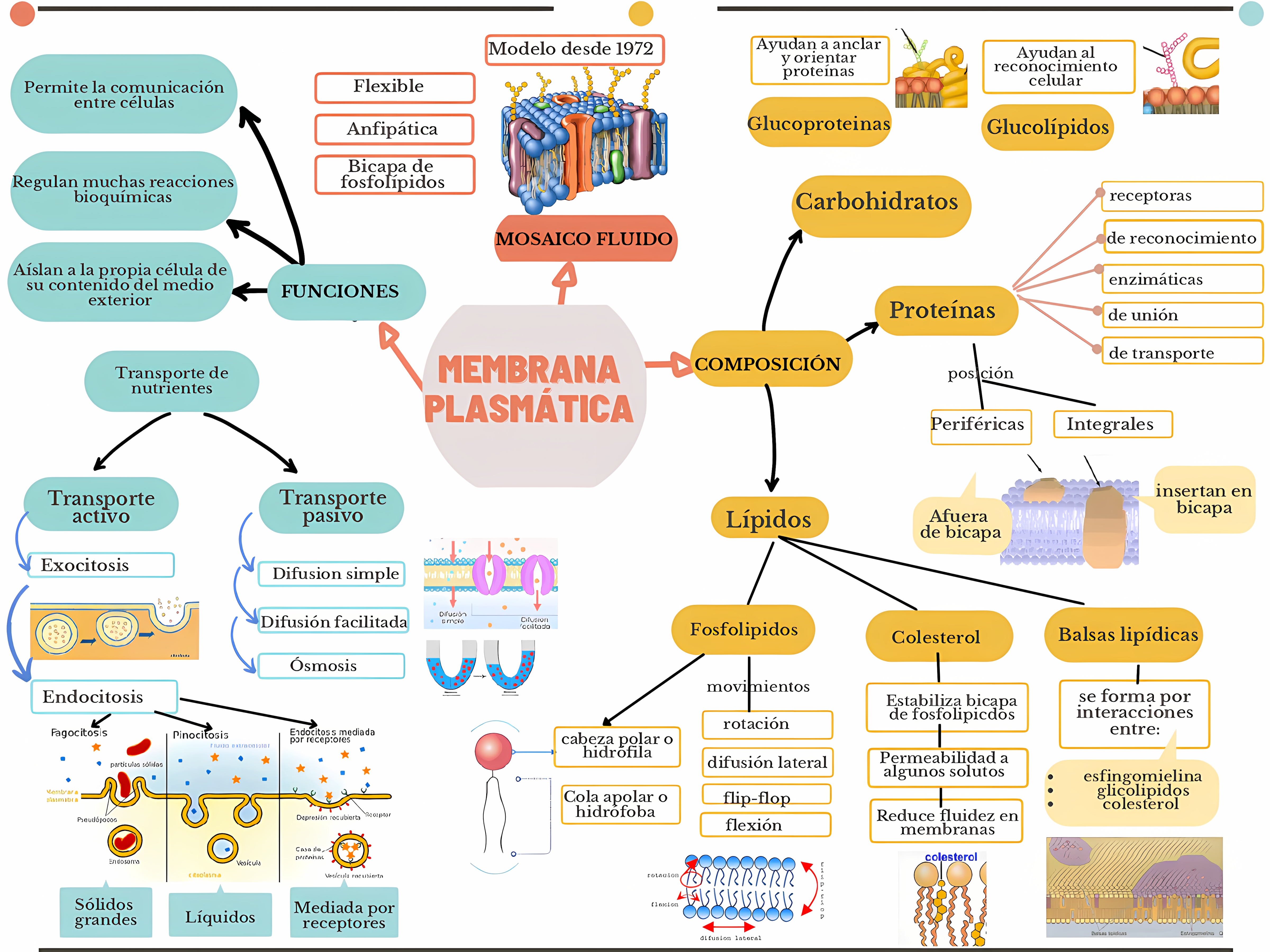 MAPA MENTAL SOBRE MEMBRANA CELULAR