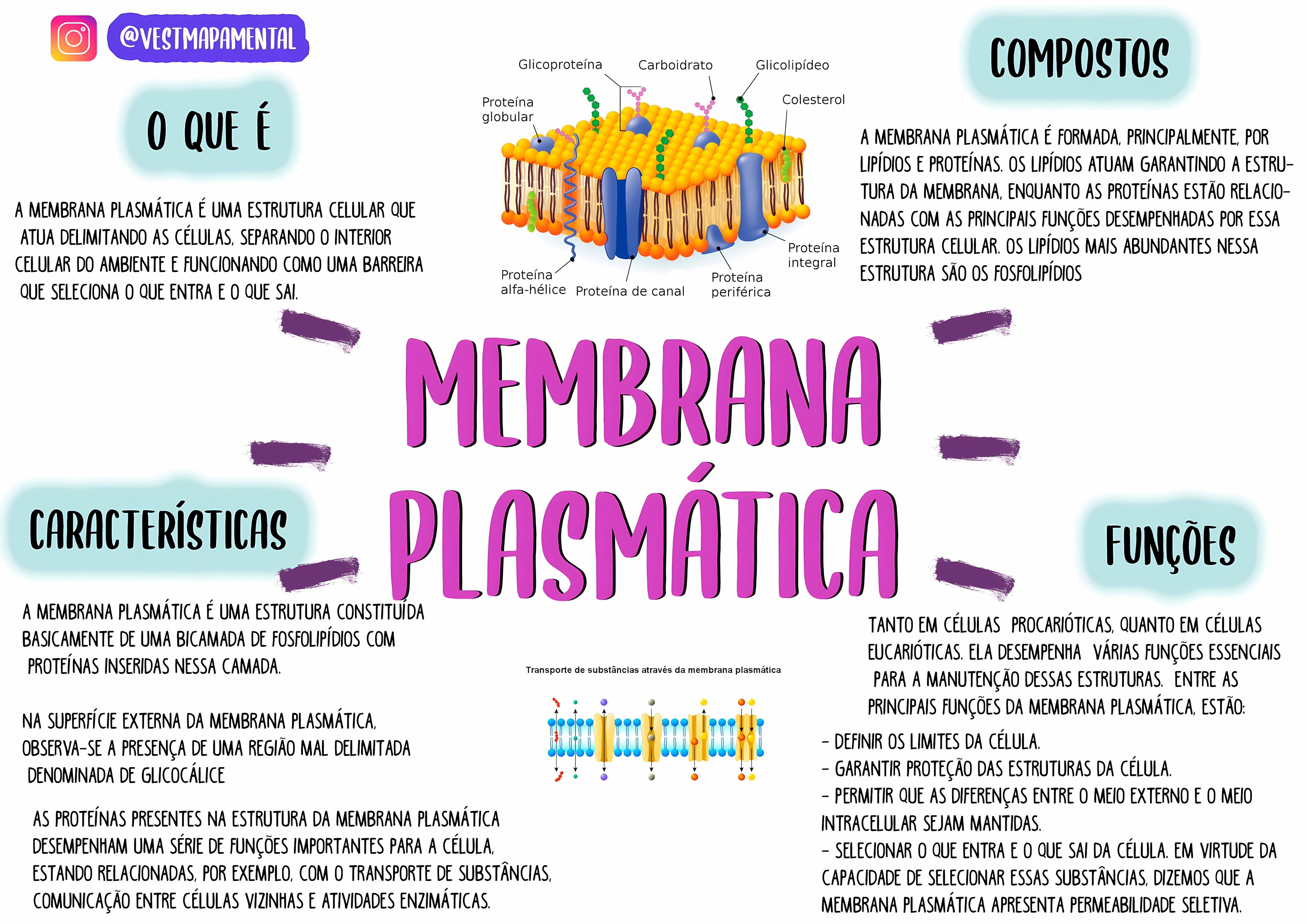 MAPA MENTAL SOBRE MEMBRANA CELULAR
