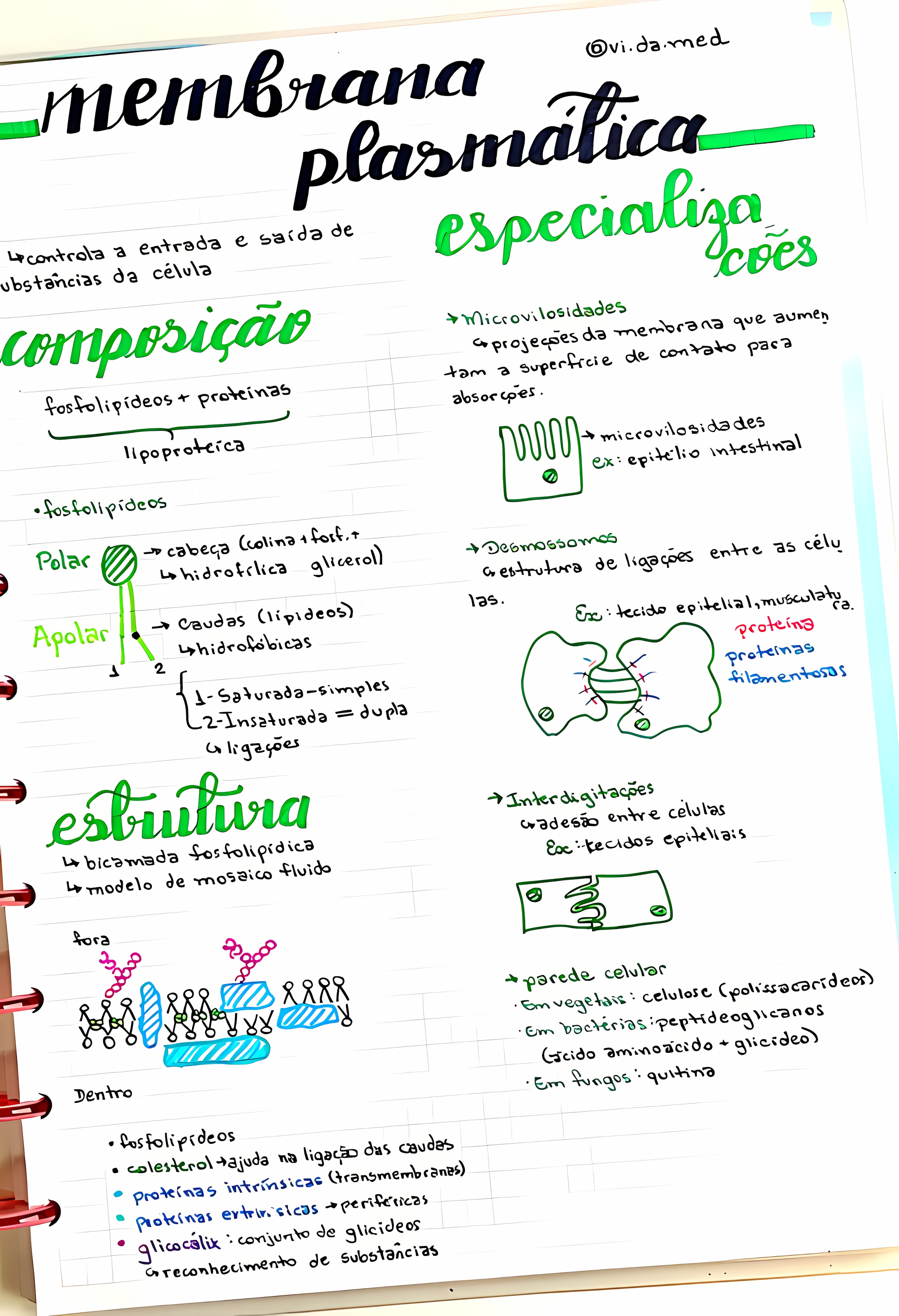 MAPA MENTAL SOBRE MEMBRANA CELULAR