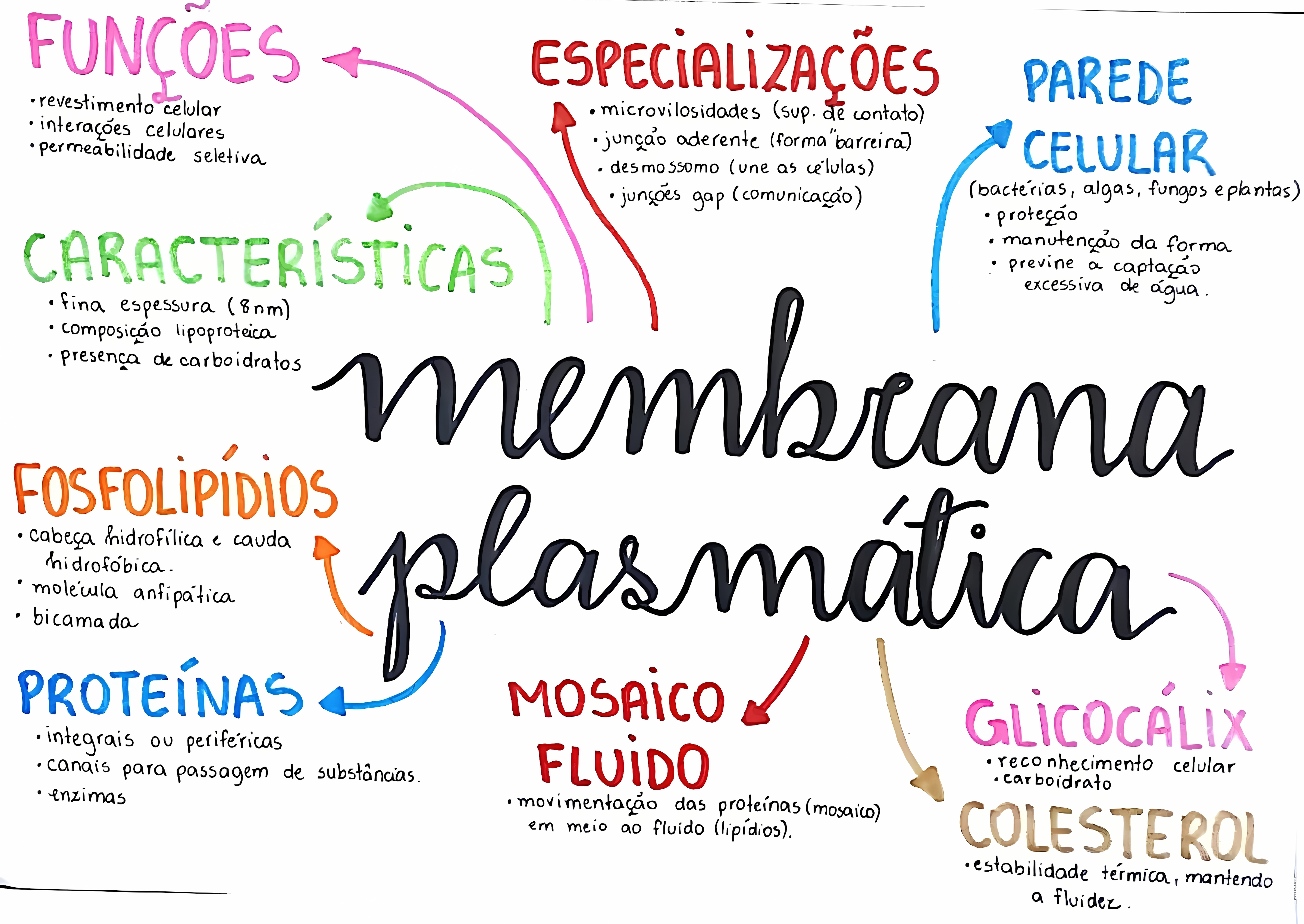 MAPA MENTAL SOBRE MEMBRANA CELULAR