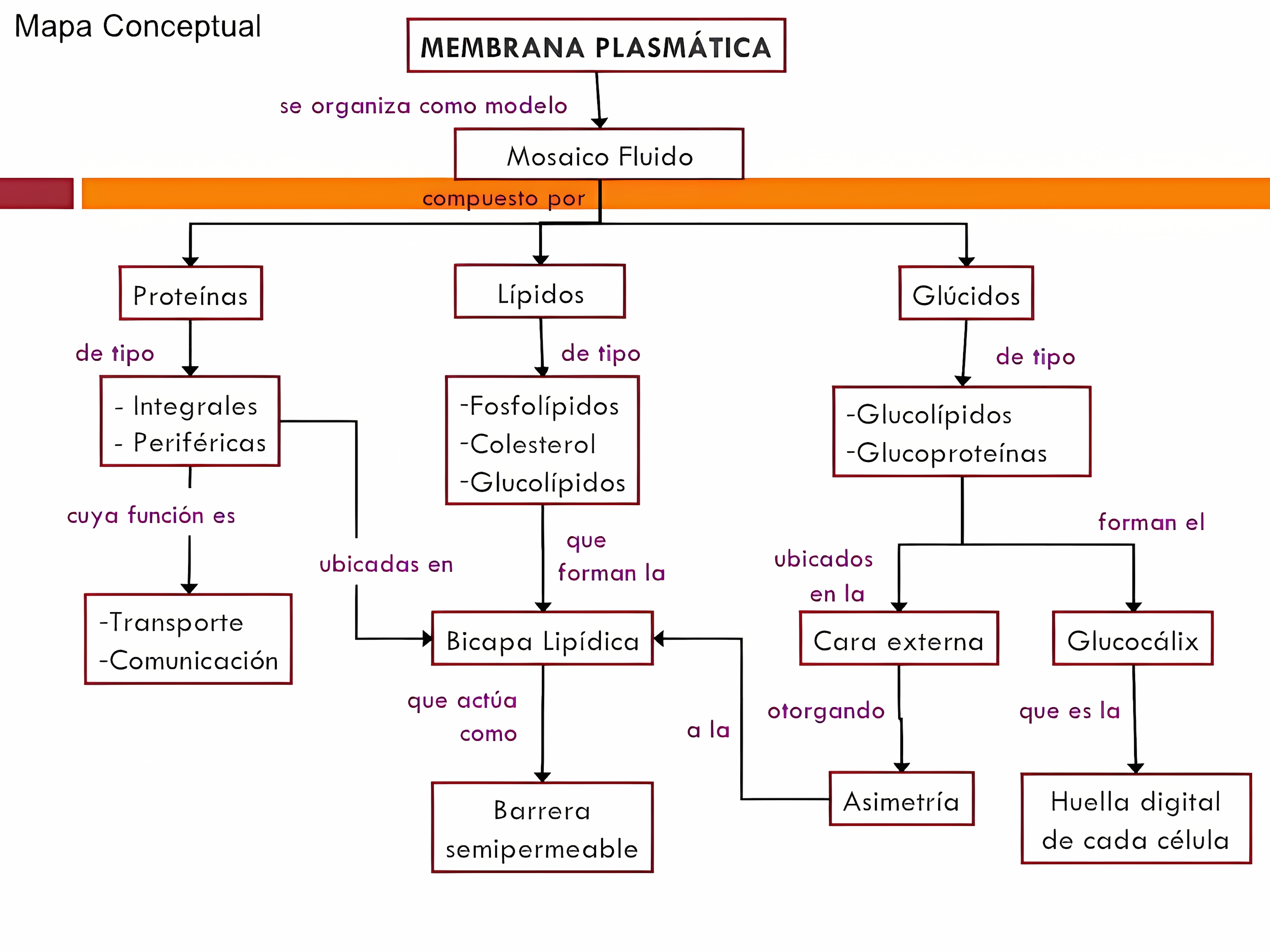 MAPA MENTAL SOBRE MEMBRANA CELULAR