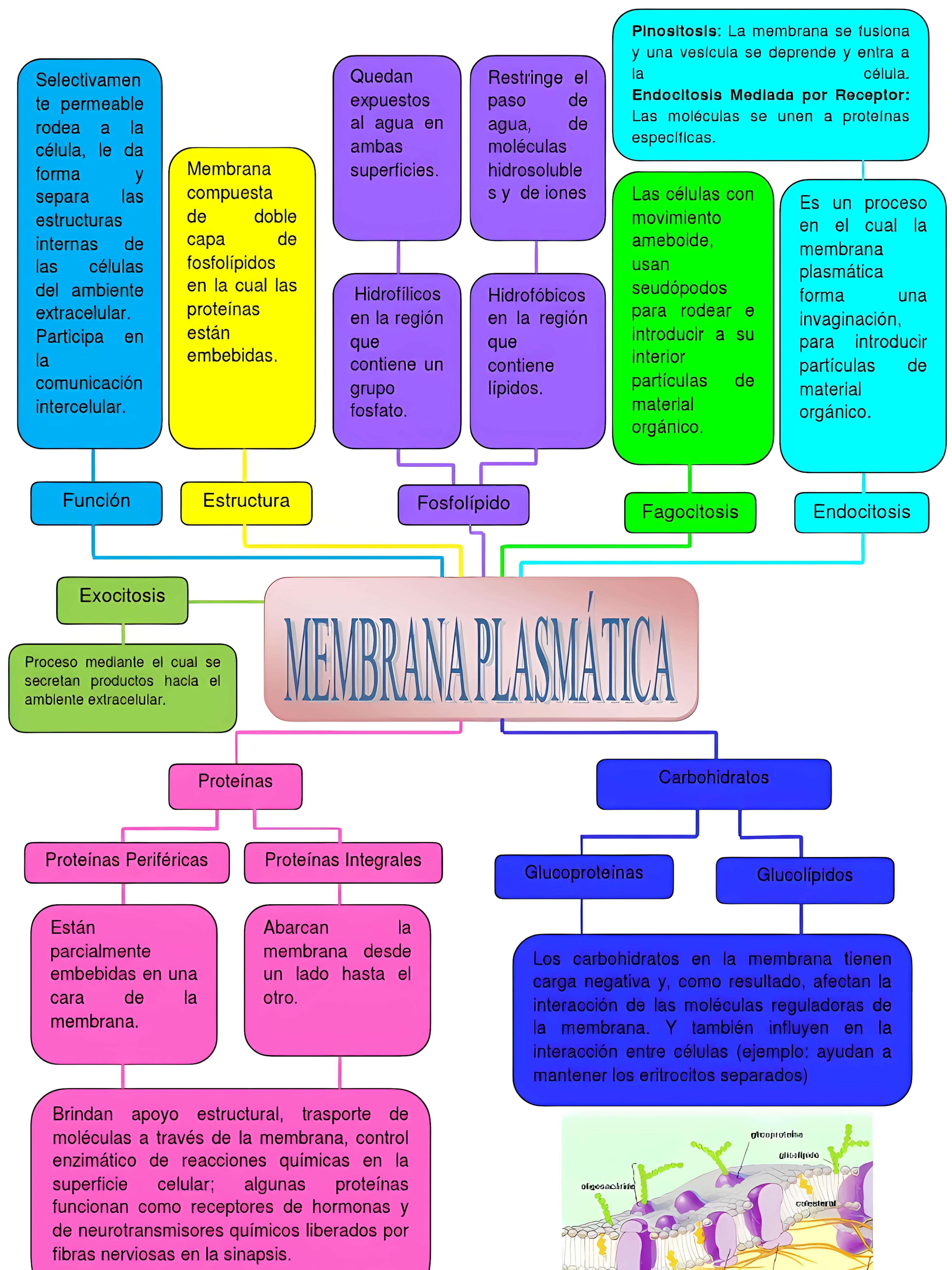 MAPA MENTAL SOBRE MEMBRANA CELULAR