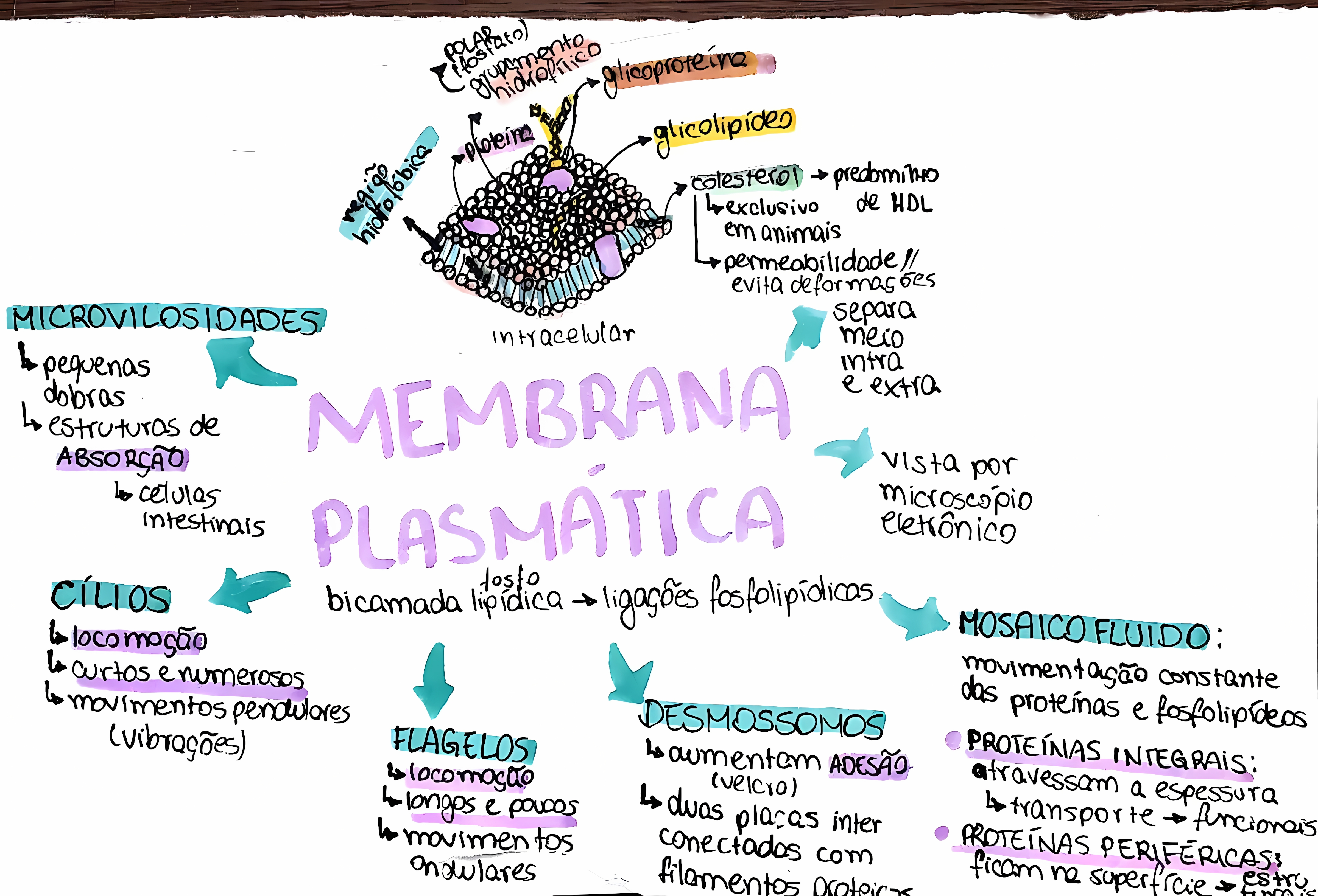 MAPA MENTAL SOBRE MEMBRANA CELULAR