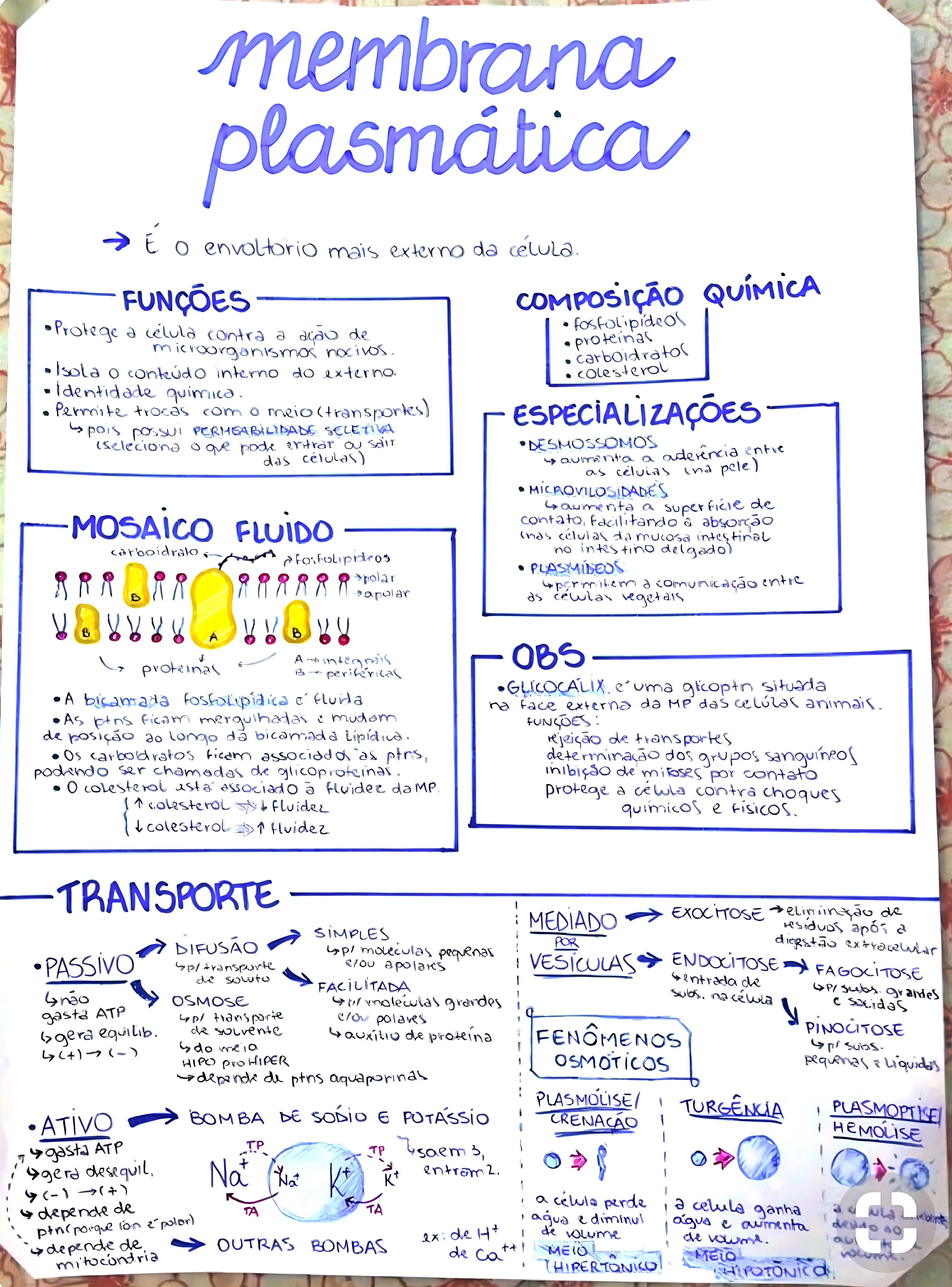 MAPA MENTAL SOBRE MEMBRANA CELULAR