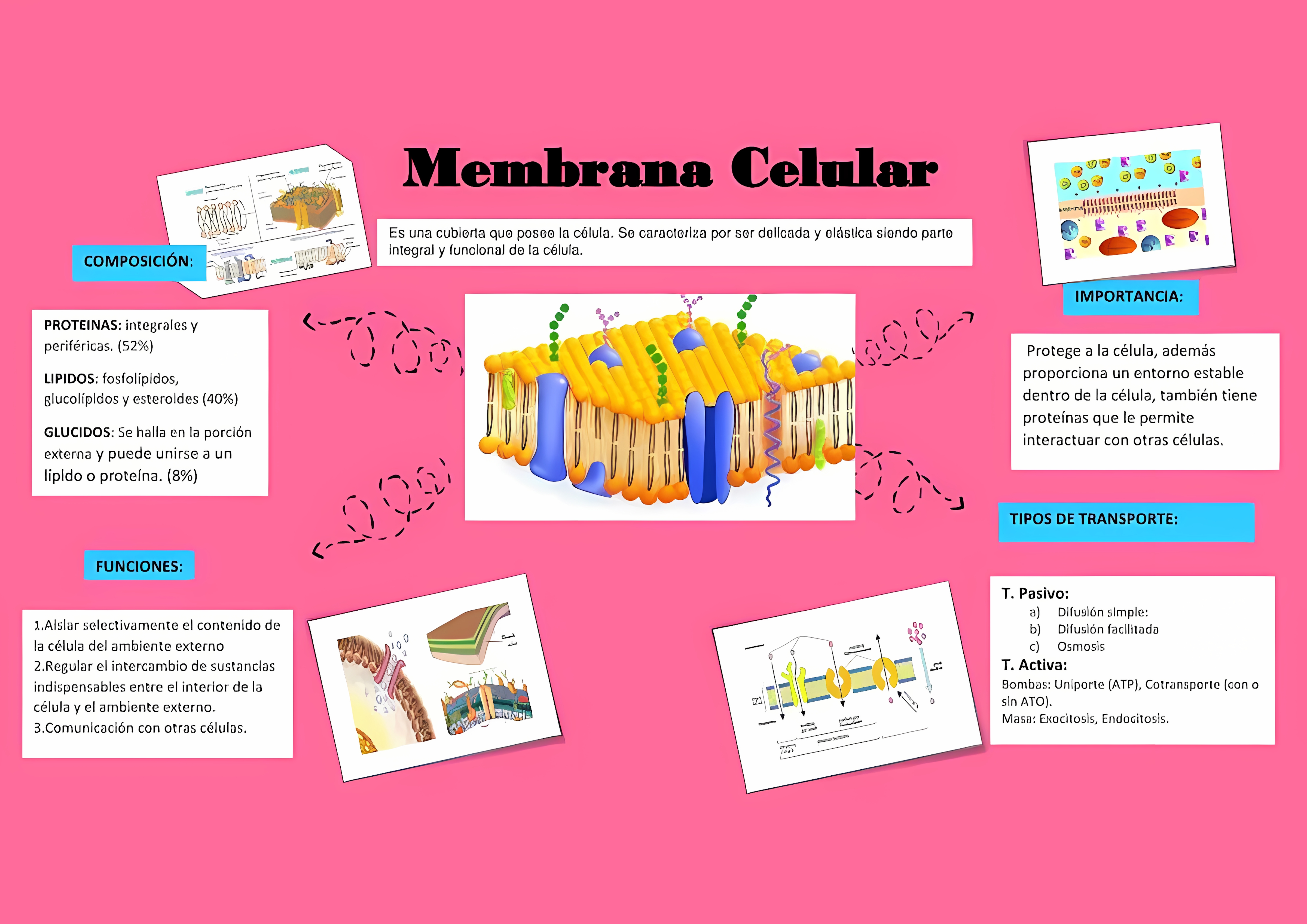 MAPA MENTAL SOBRE MEMBRANA CELULAR