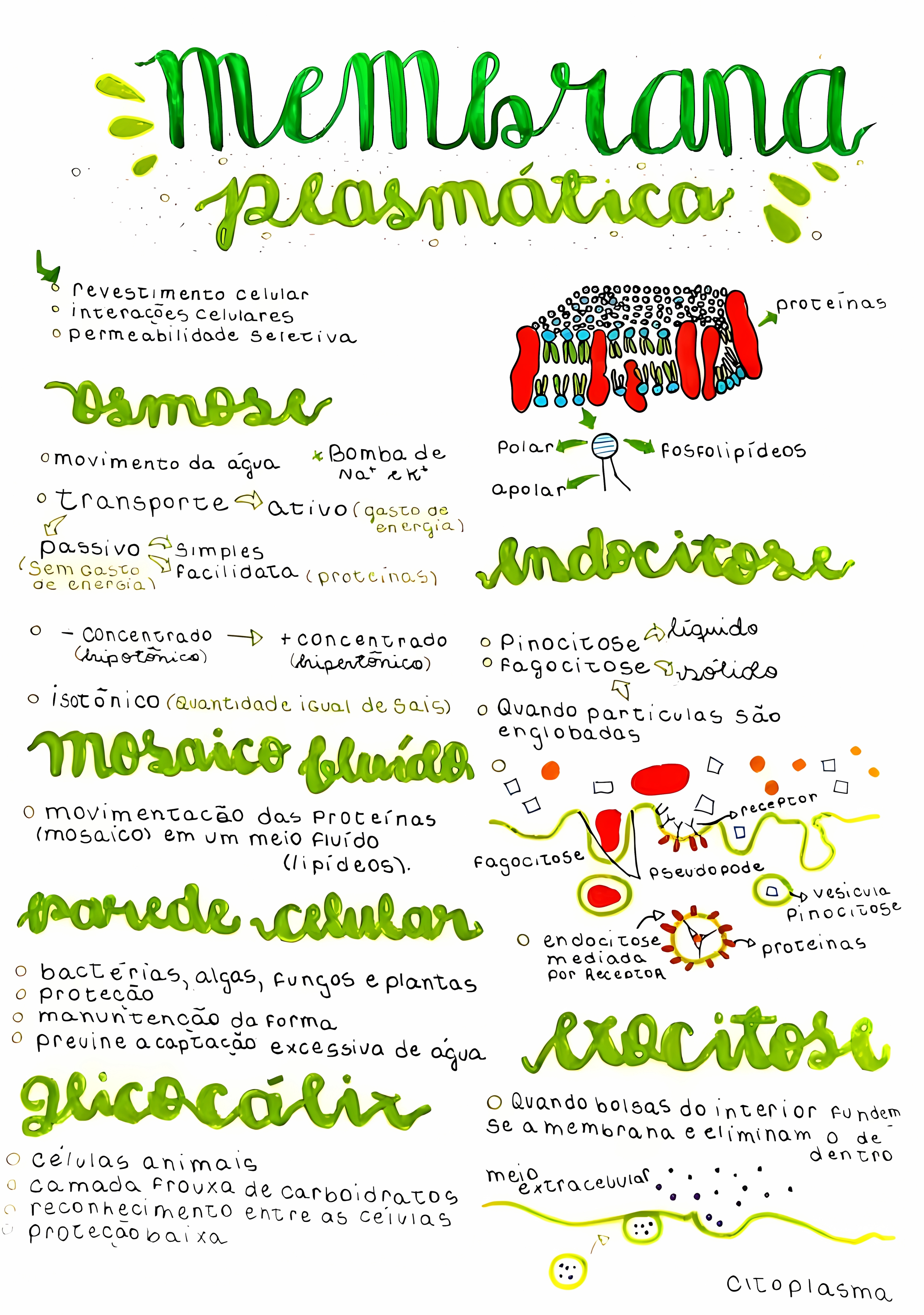 MAPA MENTAL SOBRE MEMBRANA CELULAR