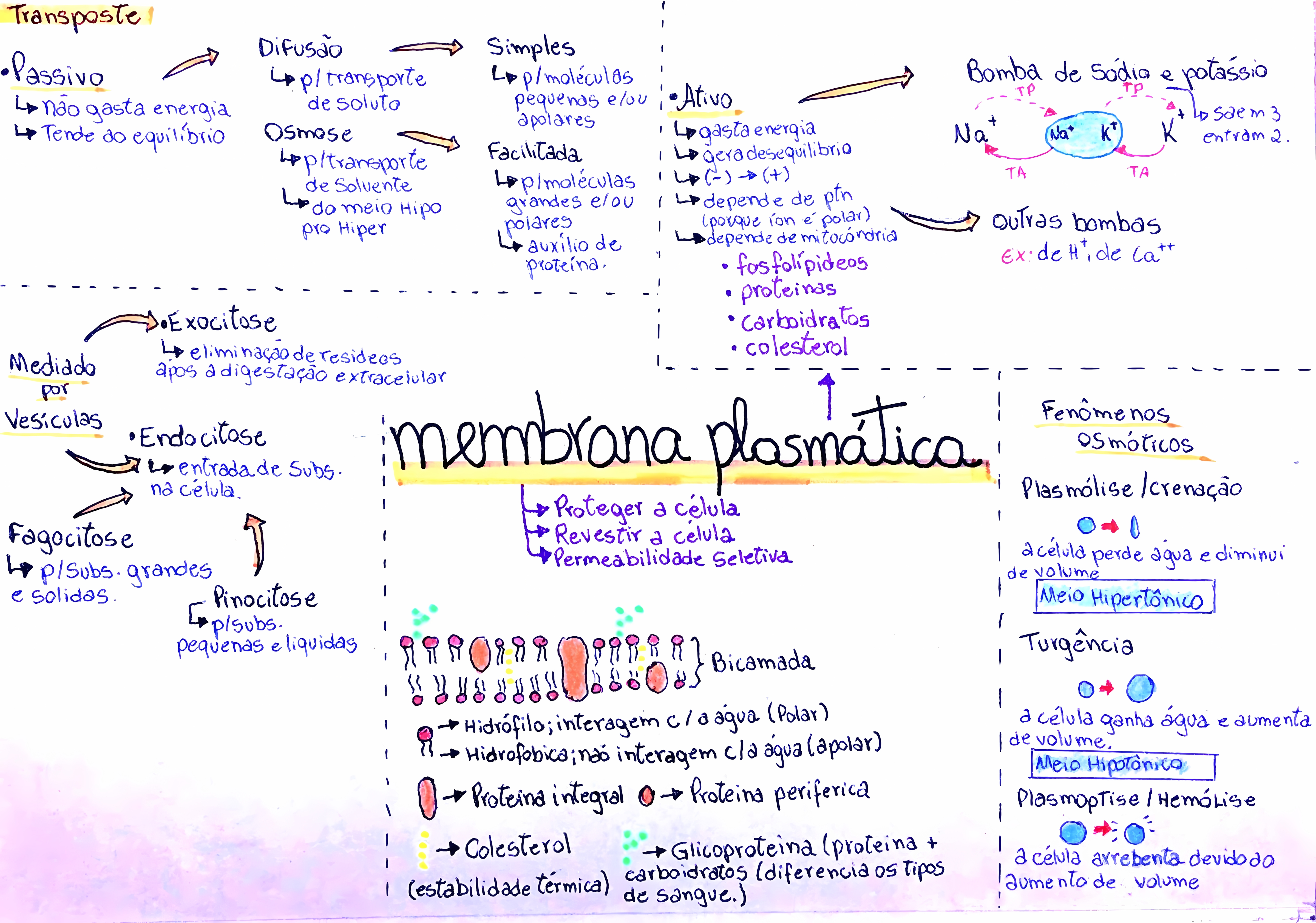 MAPA MENTAL SOBRE MEMBRANA CELULAR