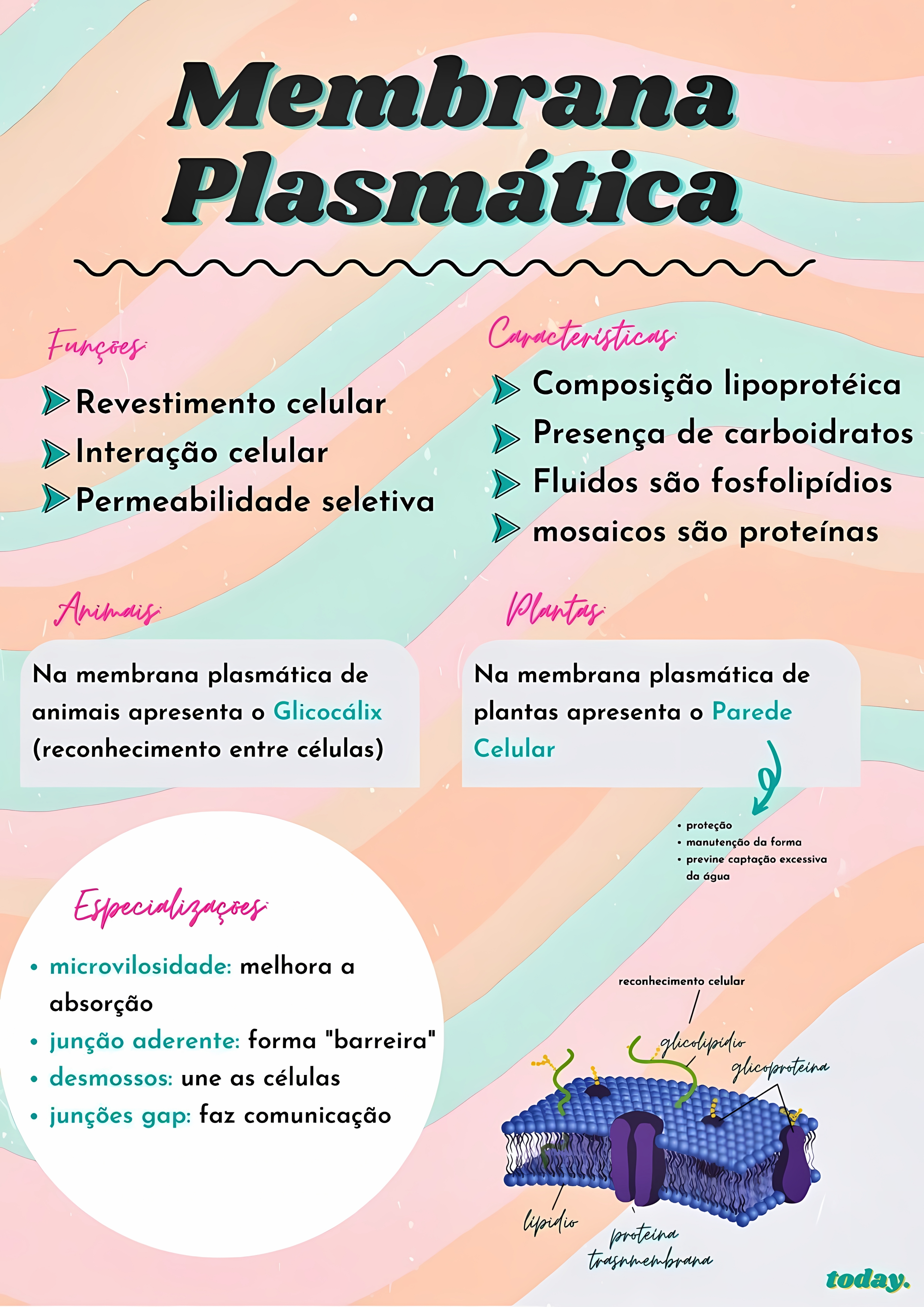 MAPA MENTAL SOBRE MEMBRANA CELULAR