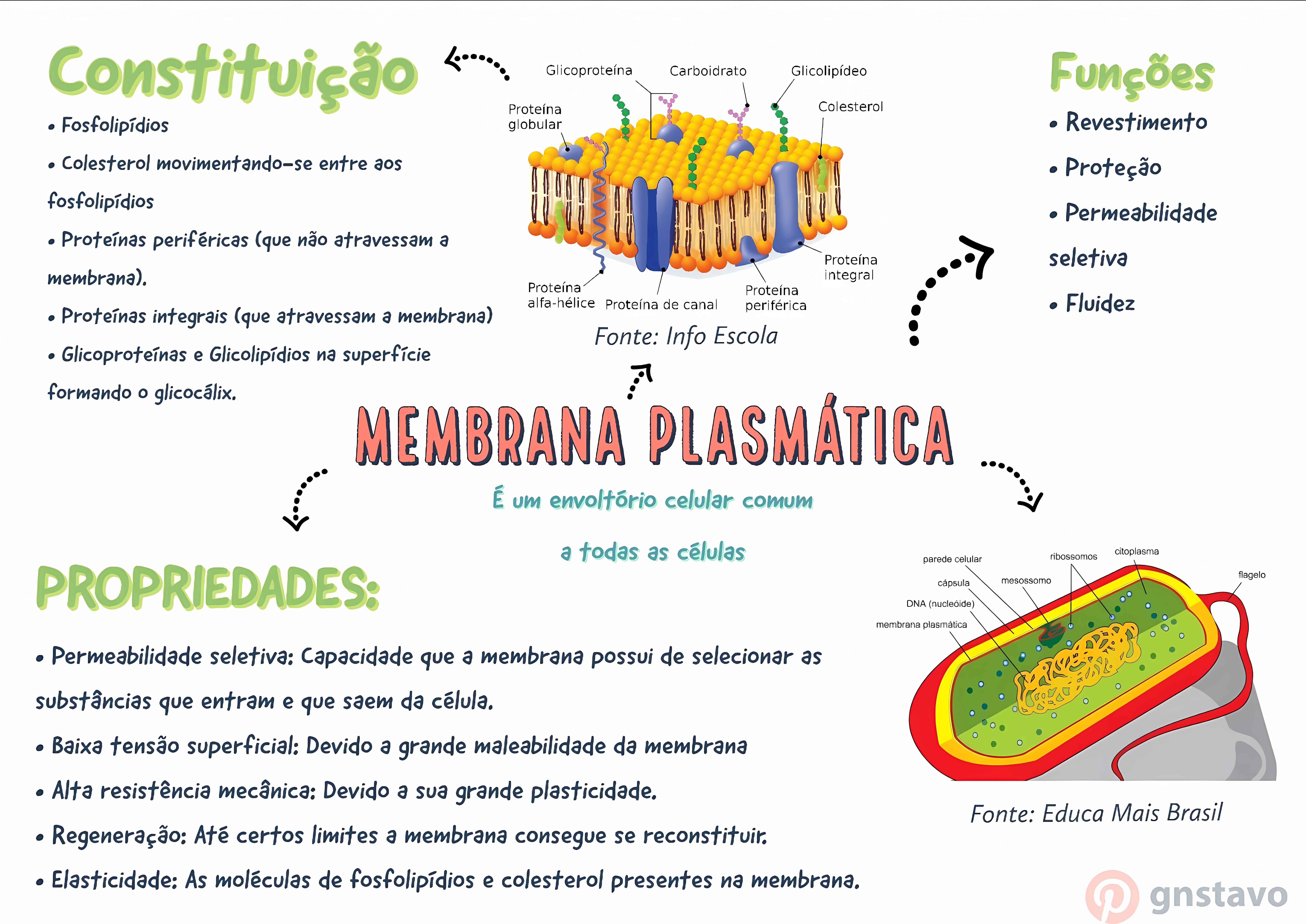 MAPA MENTAL SOBRE MEMBRANA CELULAR
