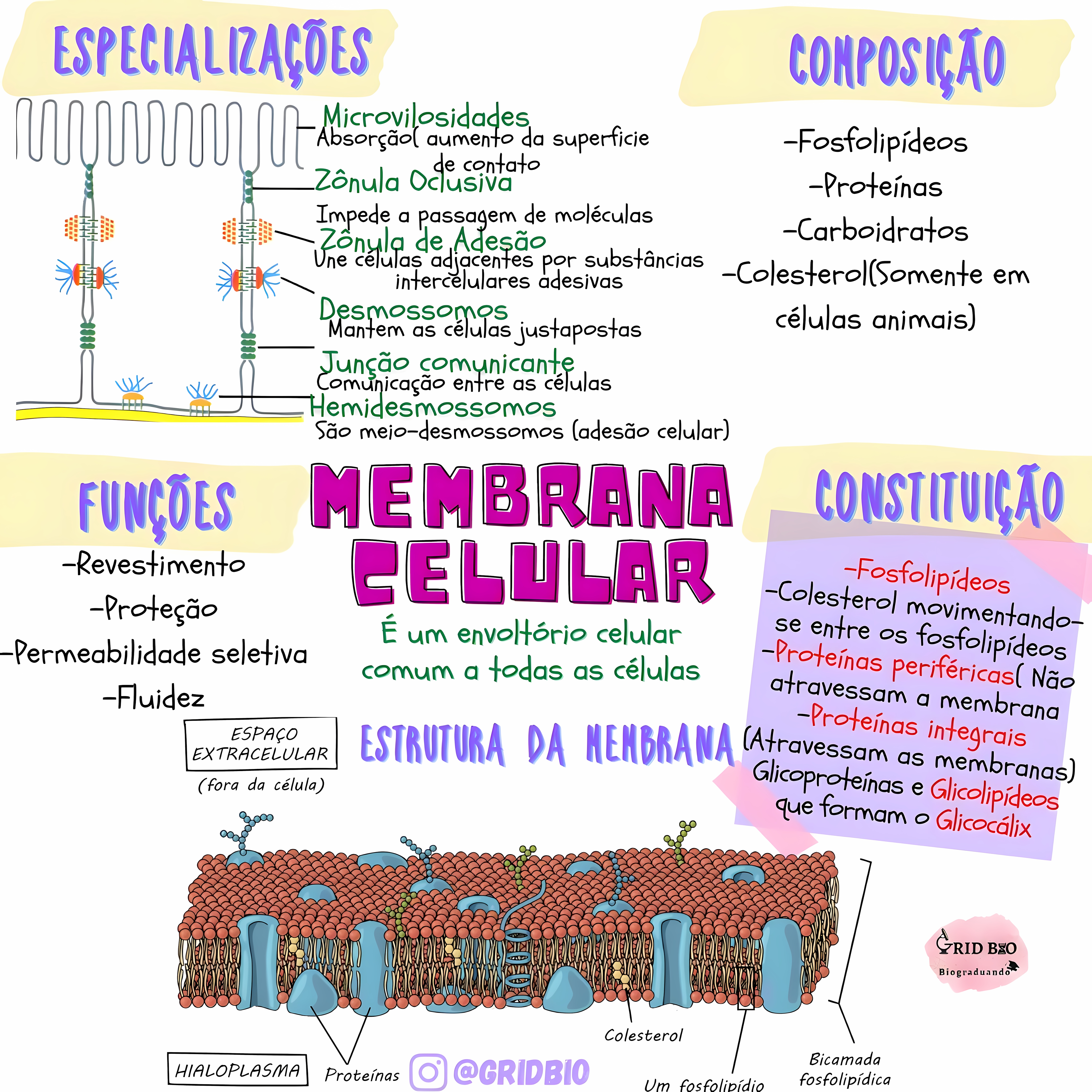 MAPA MENTAL SOBRE MEMBRANA CELULAR