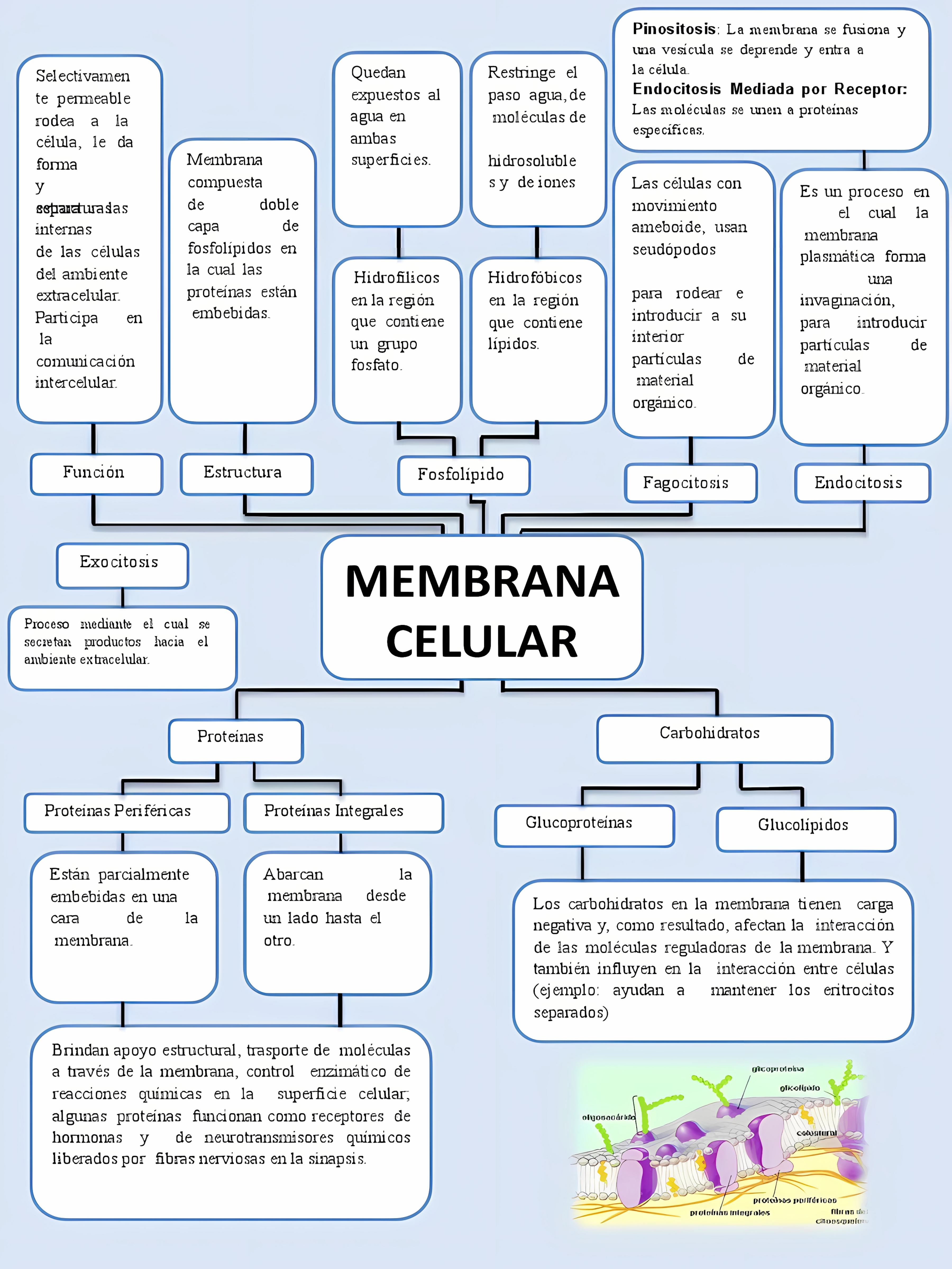 MAPA MENTAL SOBRE MEMBRANA CELULAR