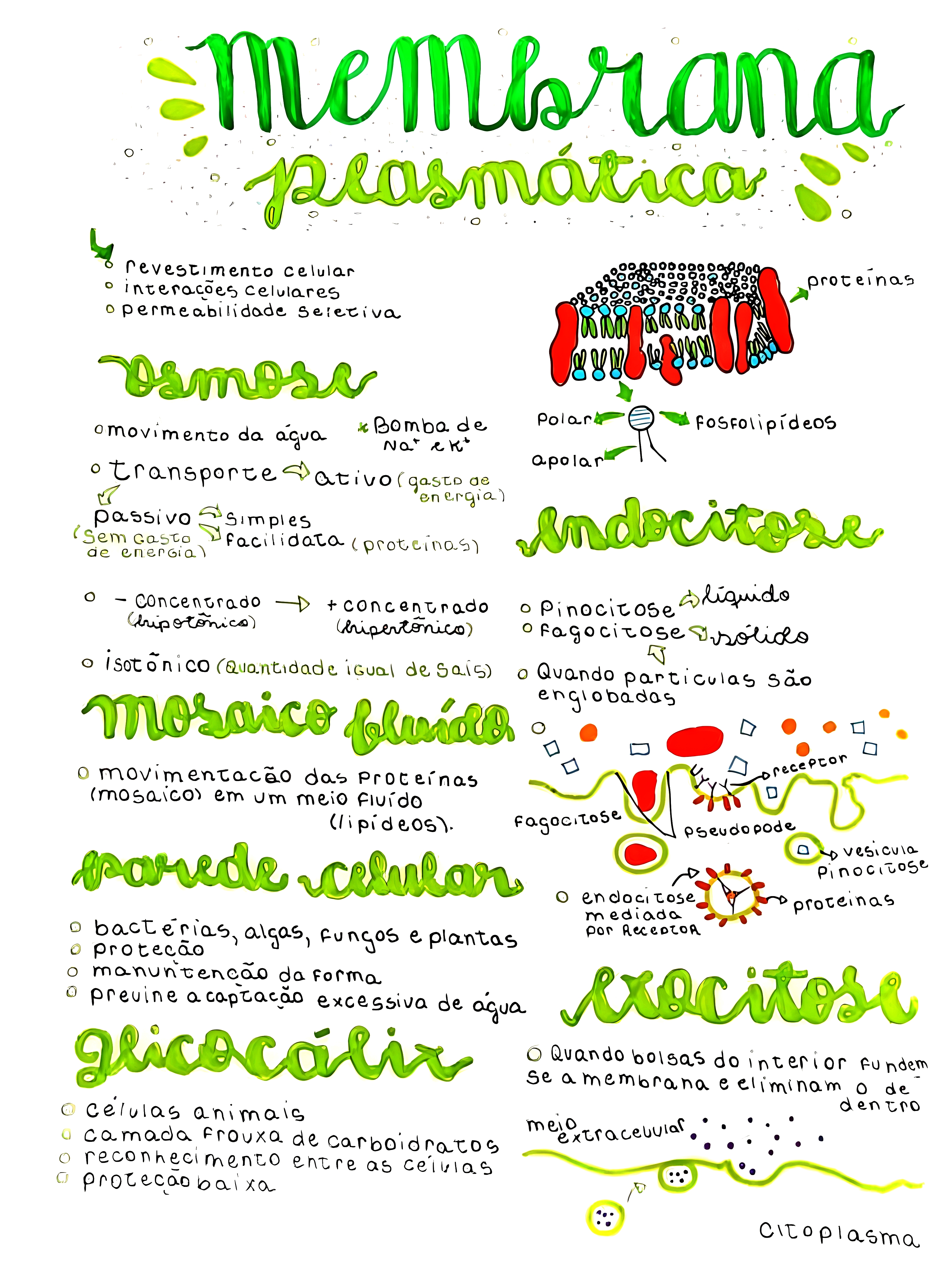 MAPA MENTAL SOBRE MEMBRANA CELULAR