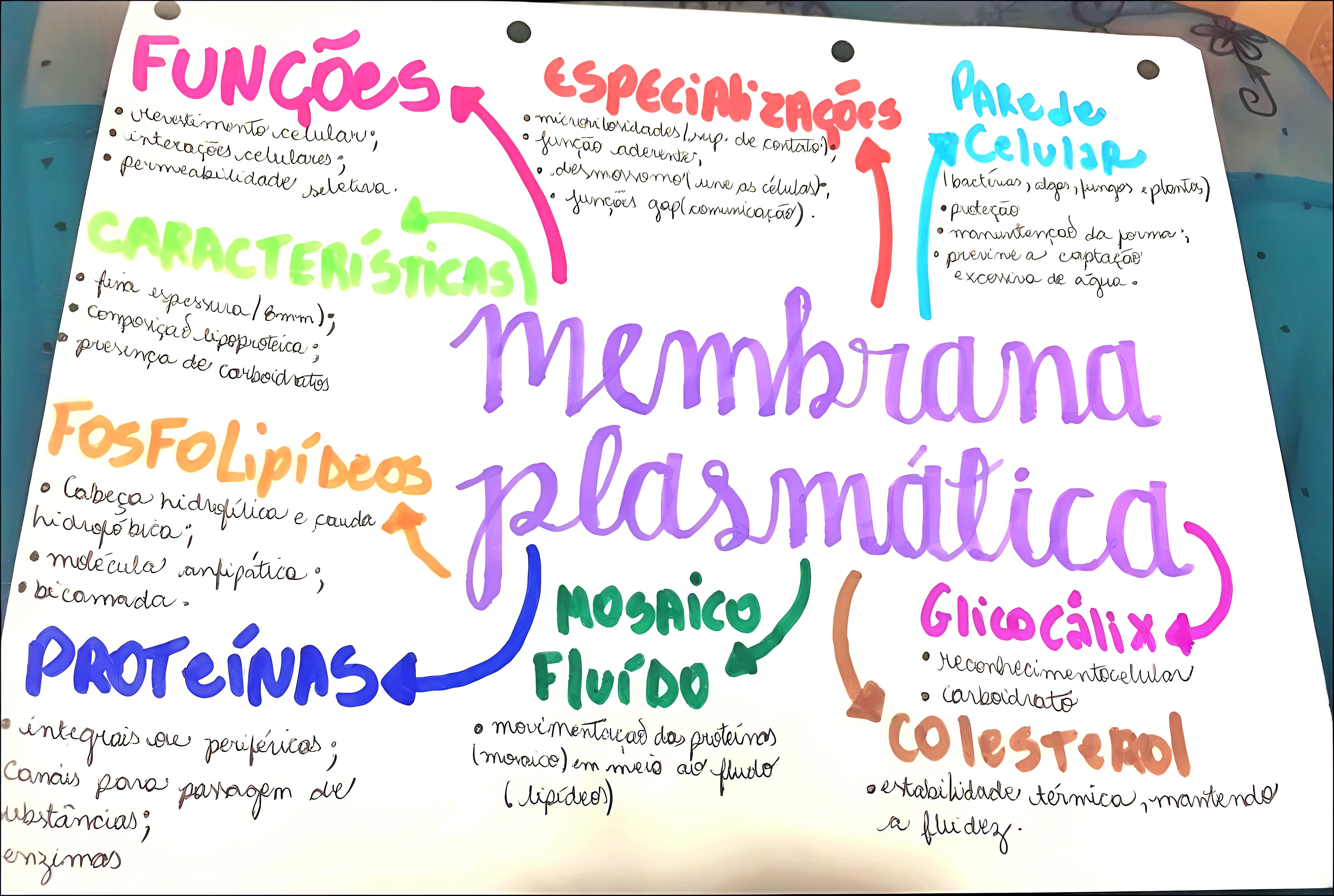 MAPA MENTAL SOBRE MEMBRANA CELULAR