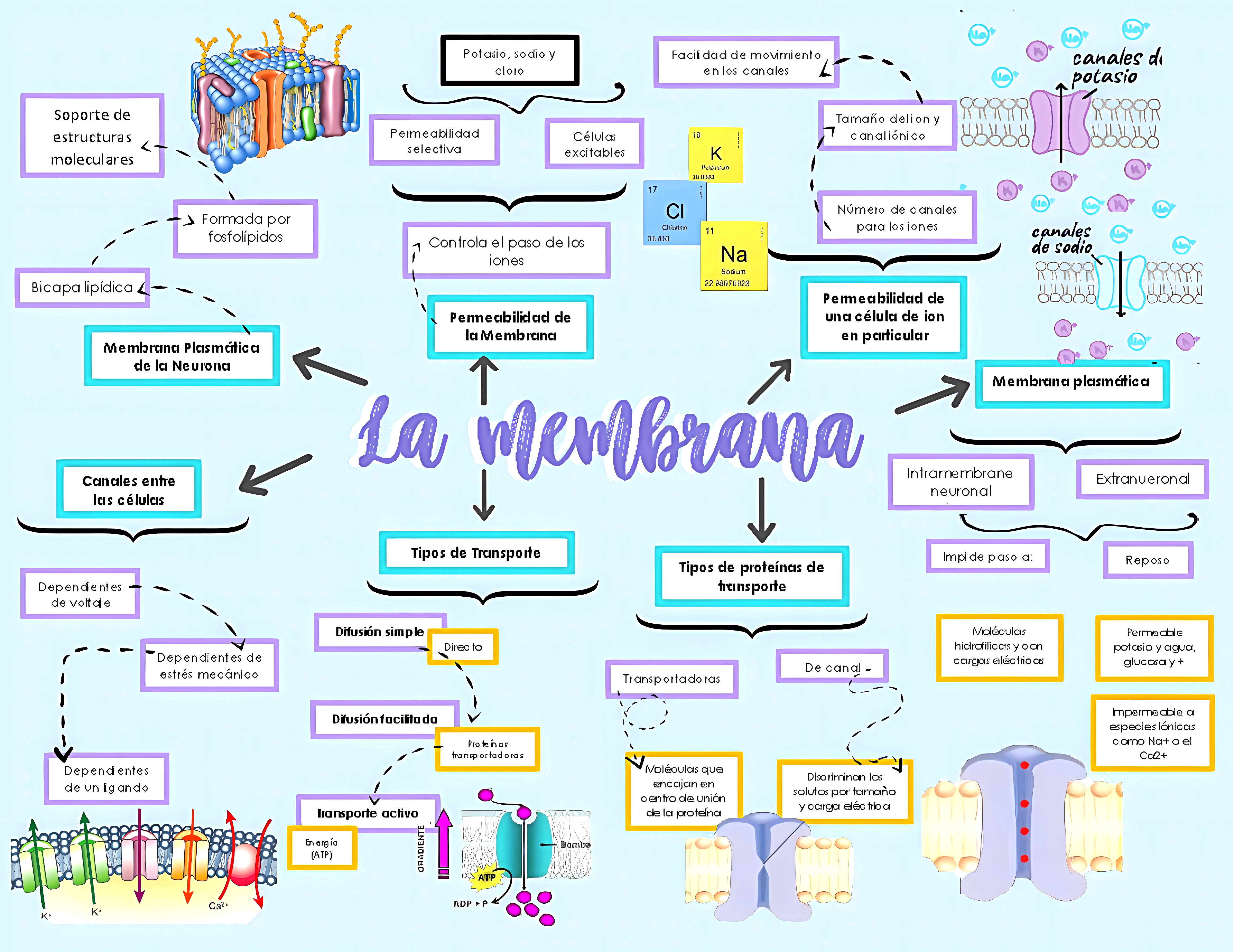 MAPA MENTAL SOBRE MEMBRANA CELULAR