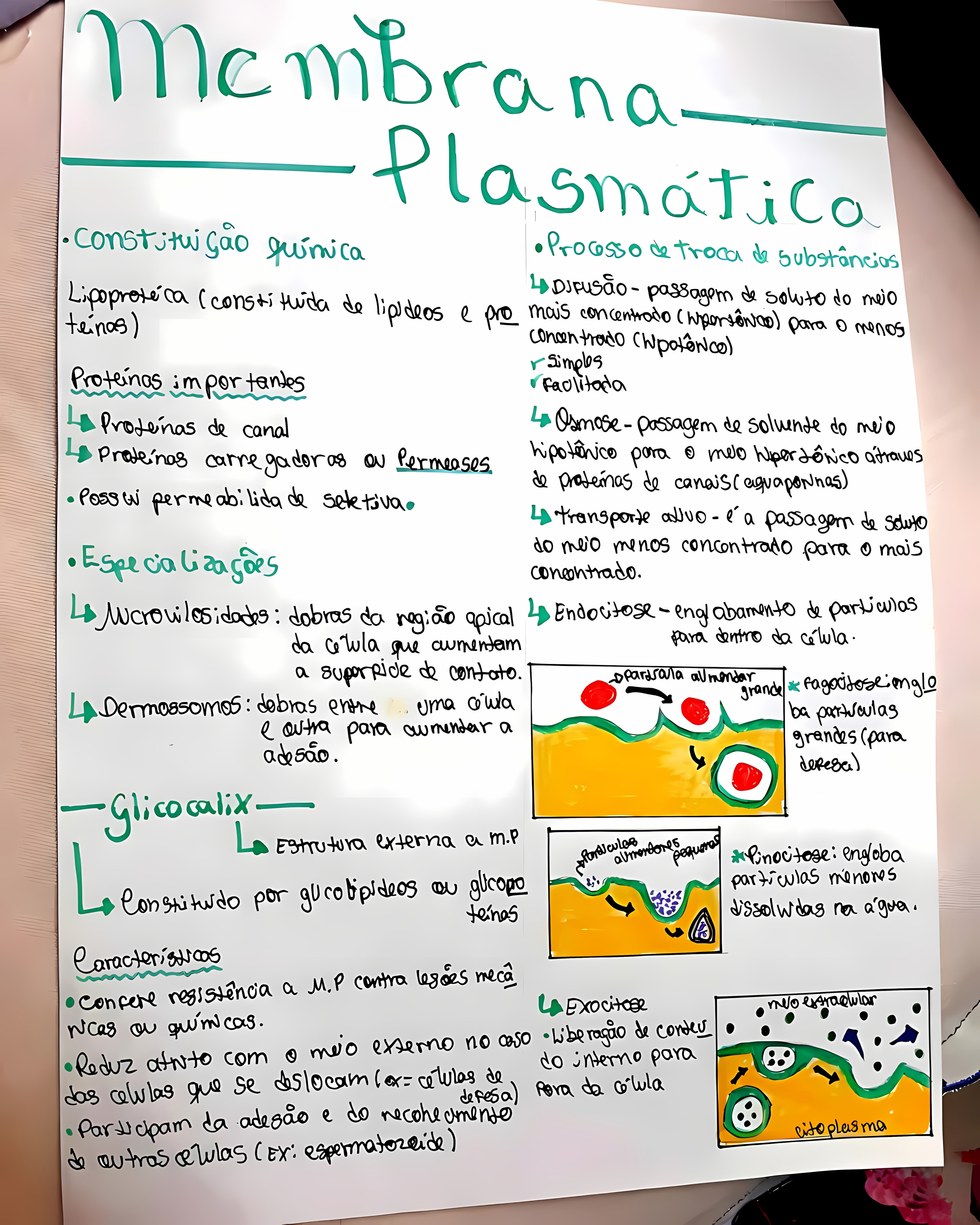 MAPA MENTAL SOBRE MEMBRANA CELULAR