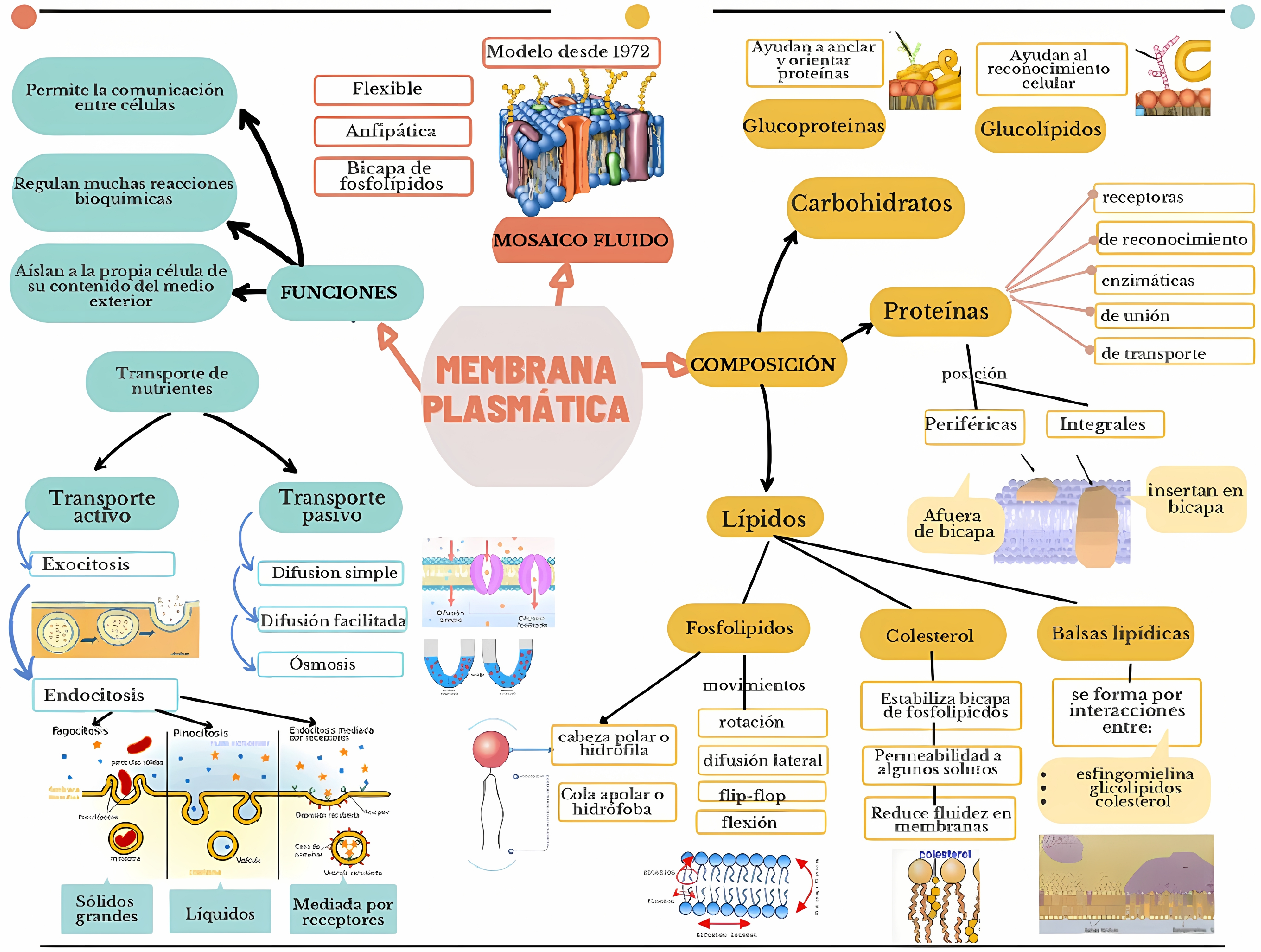 MAPA MENTAL SOBRE MEMBRANA CELULAR