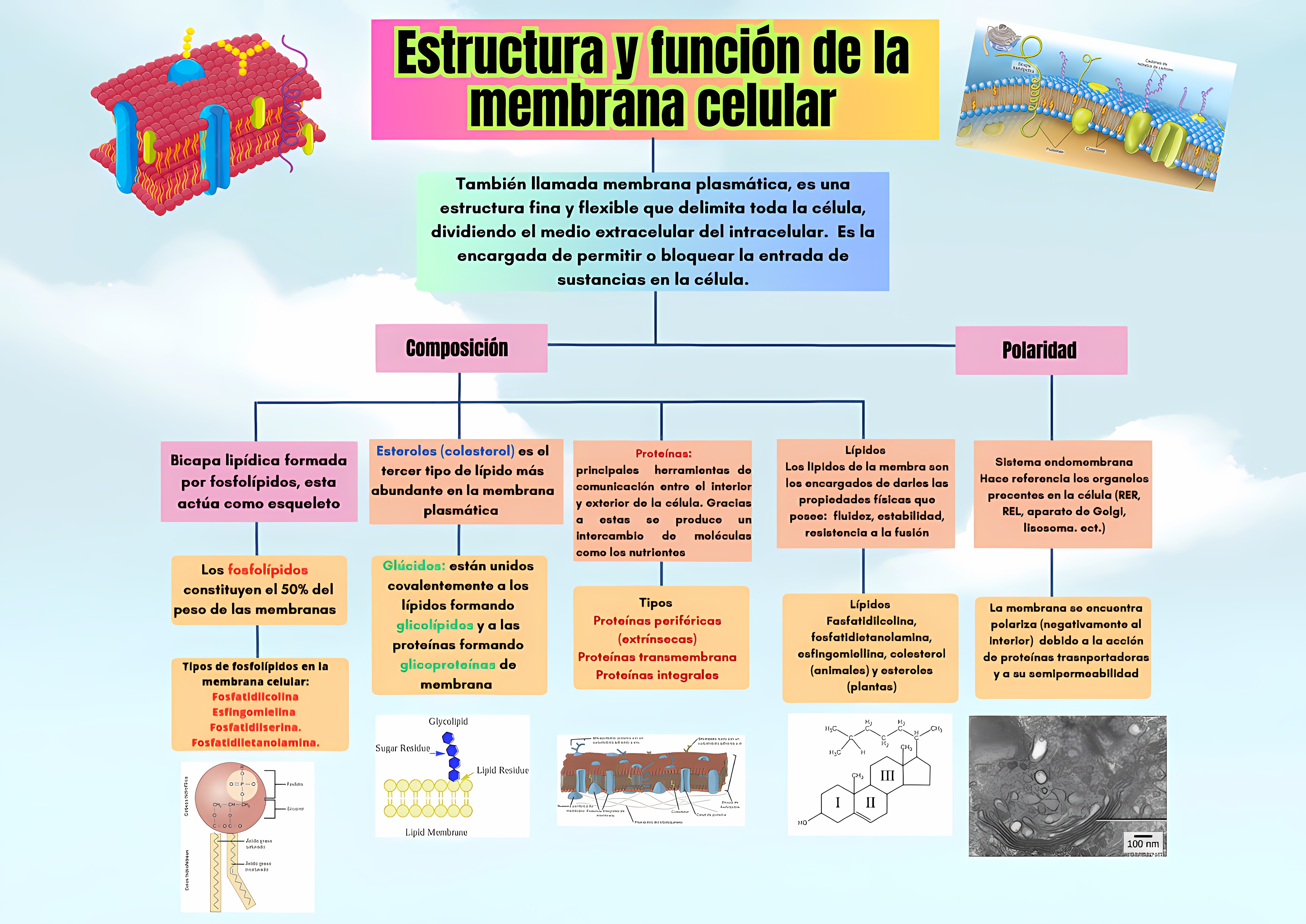 MAPA MENTAL SOBRE MEMBRANA CELULAR