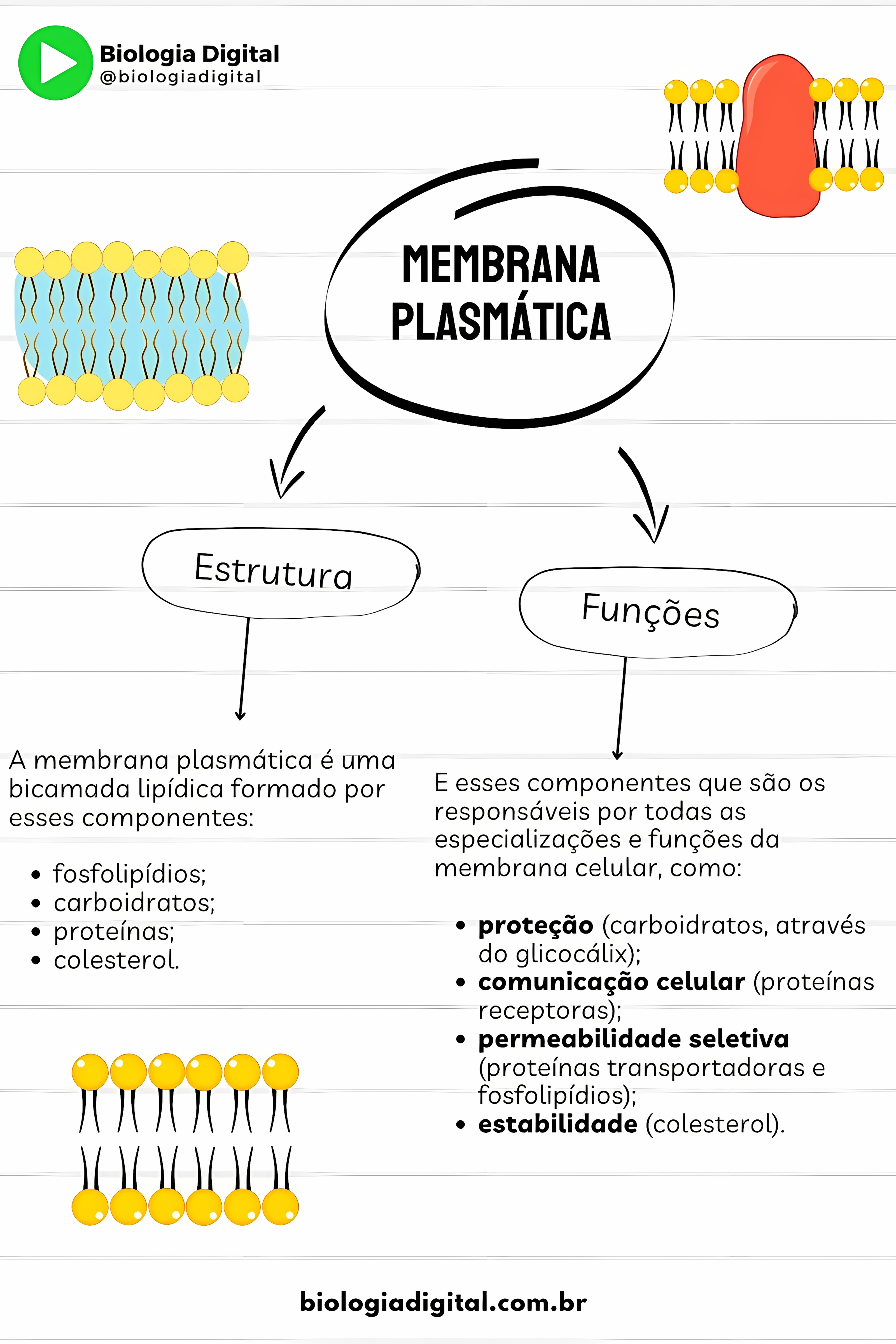MAPA MENTAL SOBRE MEMBRANA CELULAR