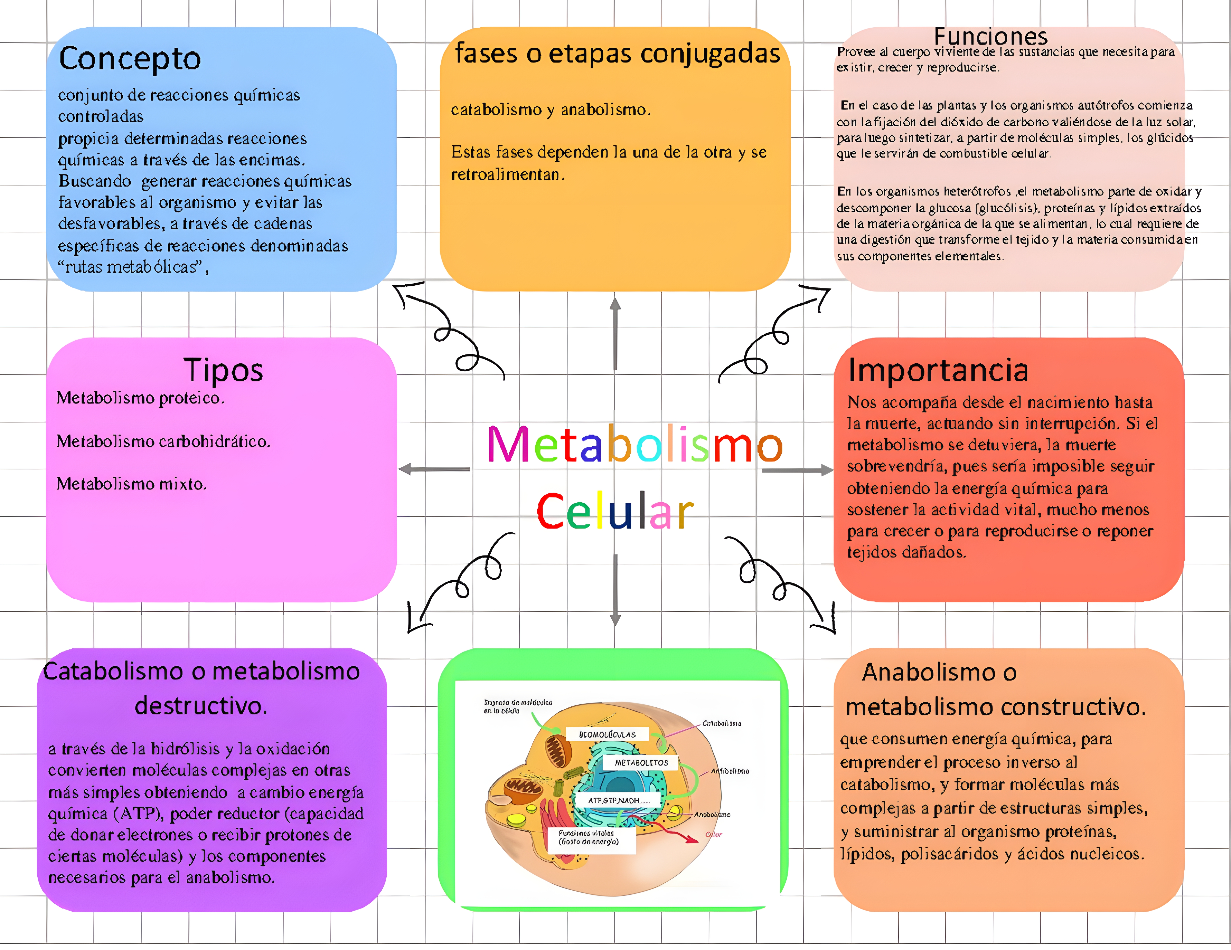MAPA MENTAL SOBRE METABOLISMO CELULAR