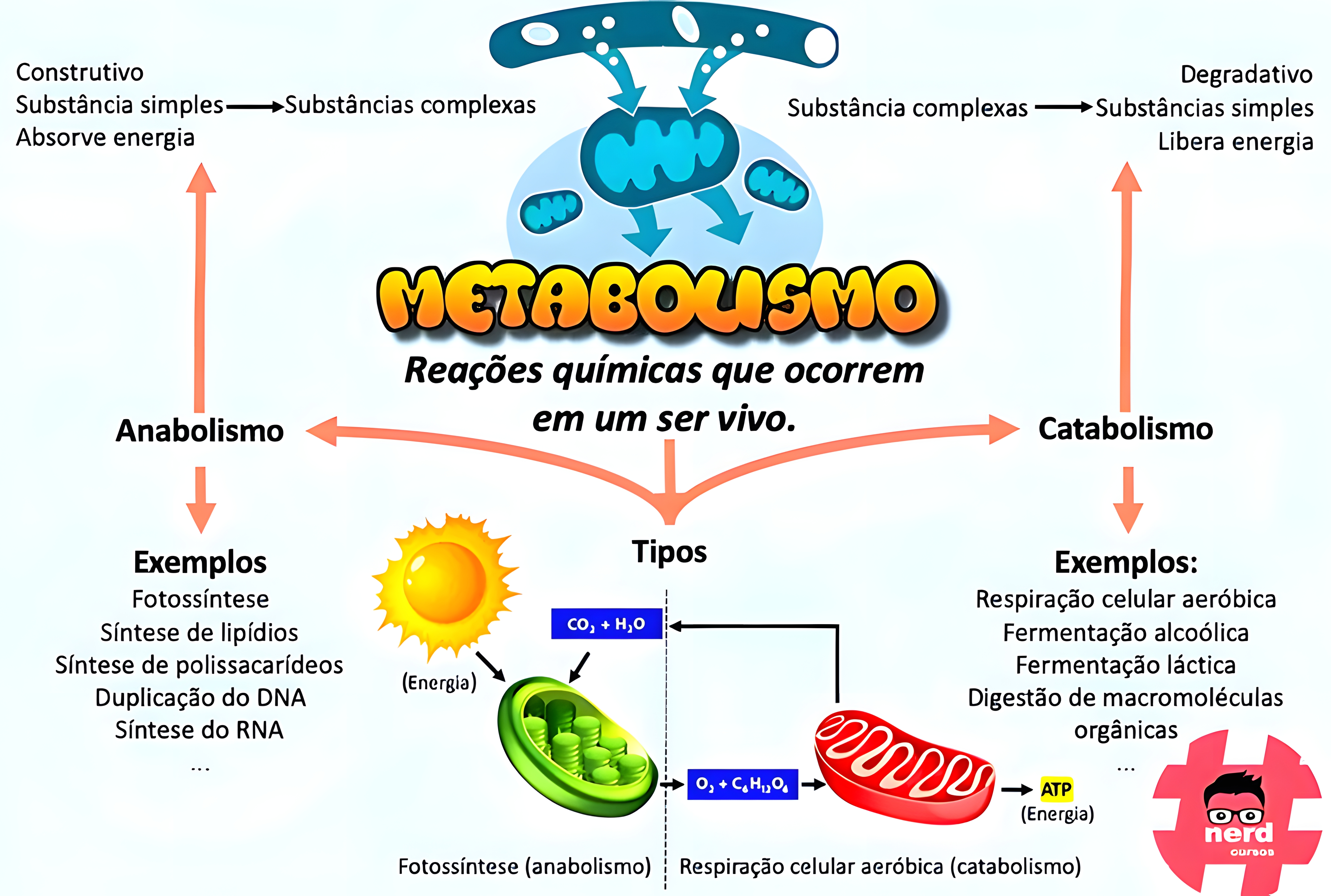 MAPA MENTAL SOBRE METABOLISMO CELULAR