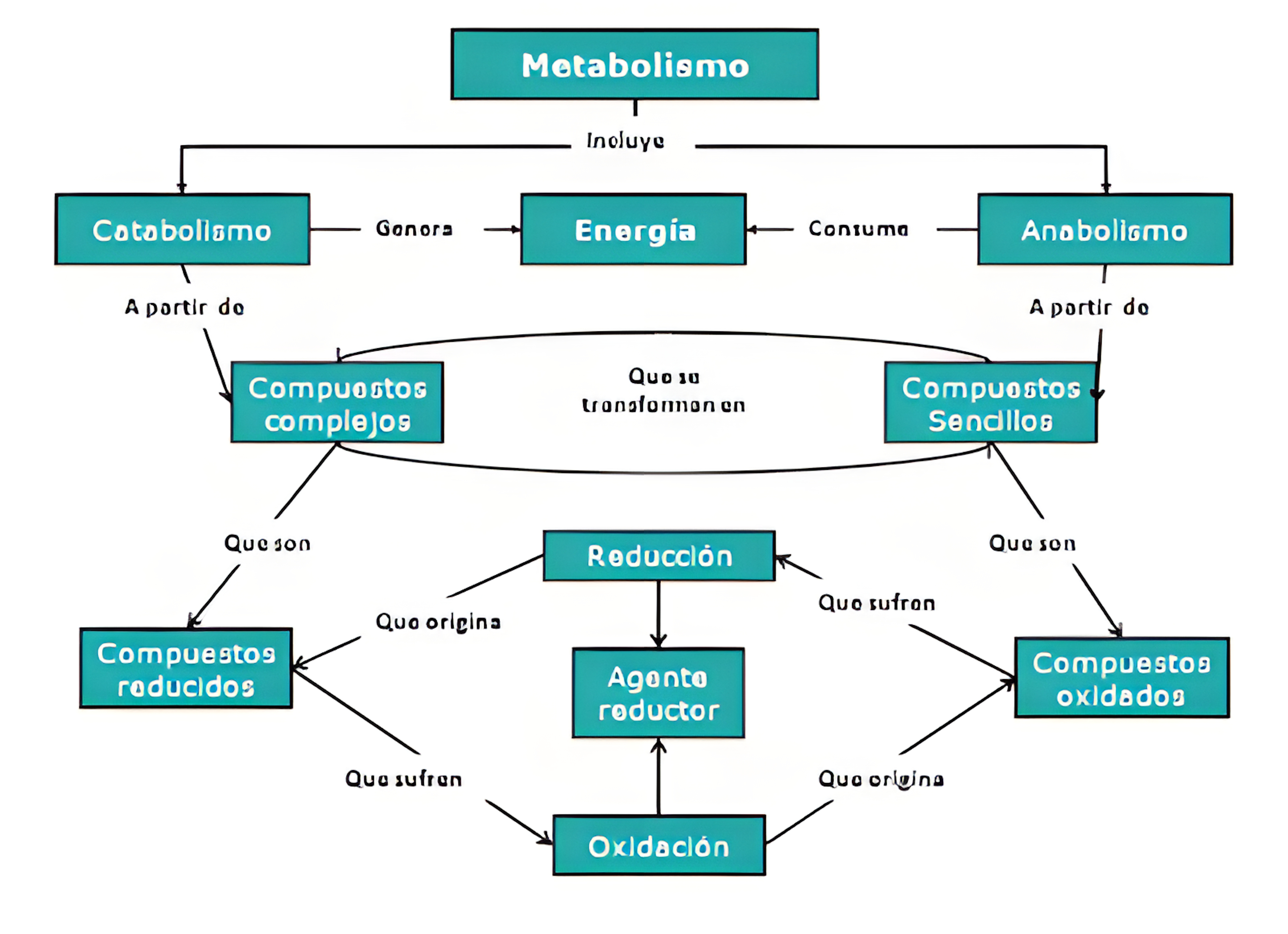 MAPA MENTAL SOBRE METABOLISMO CELULAR