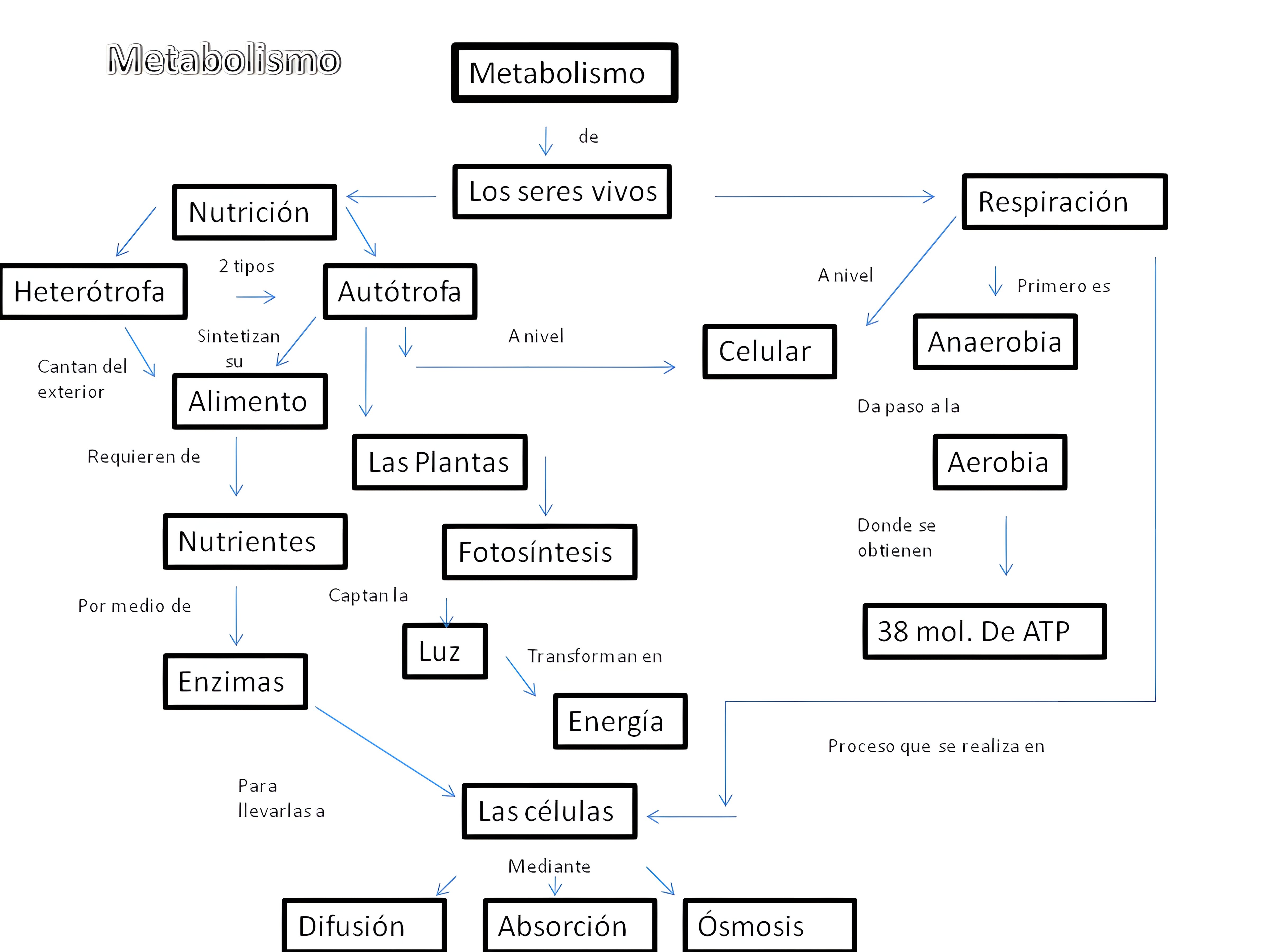 MAPA MENTAL SOBRE METABOLISMO CELULAR
