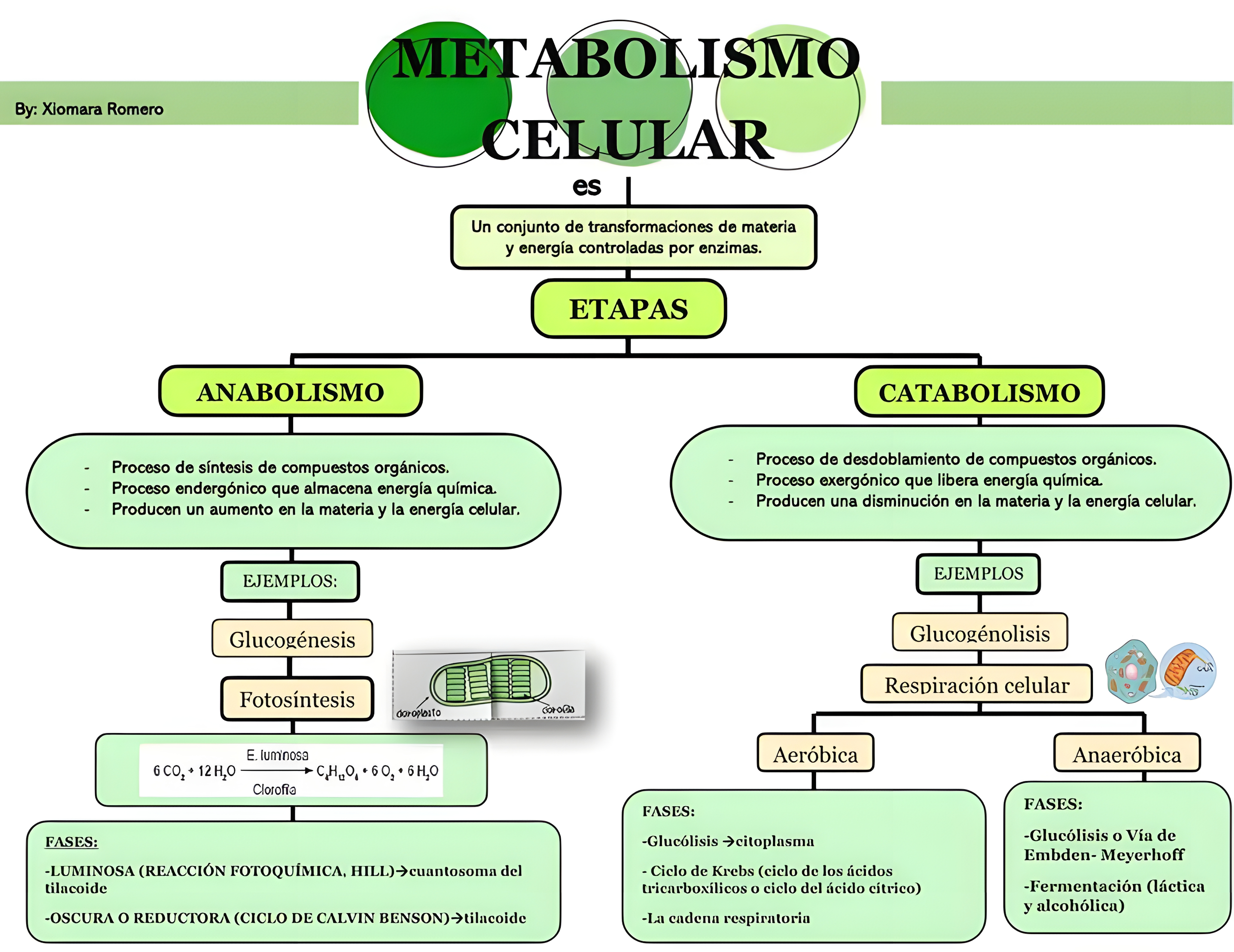 MAPA MENTAL SOBRE METABOLISMO CELULAR