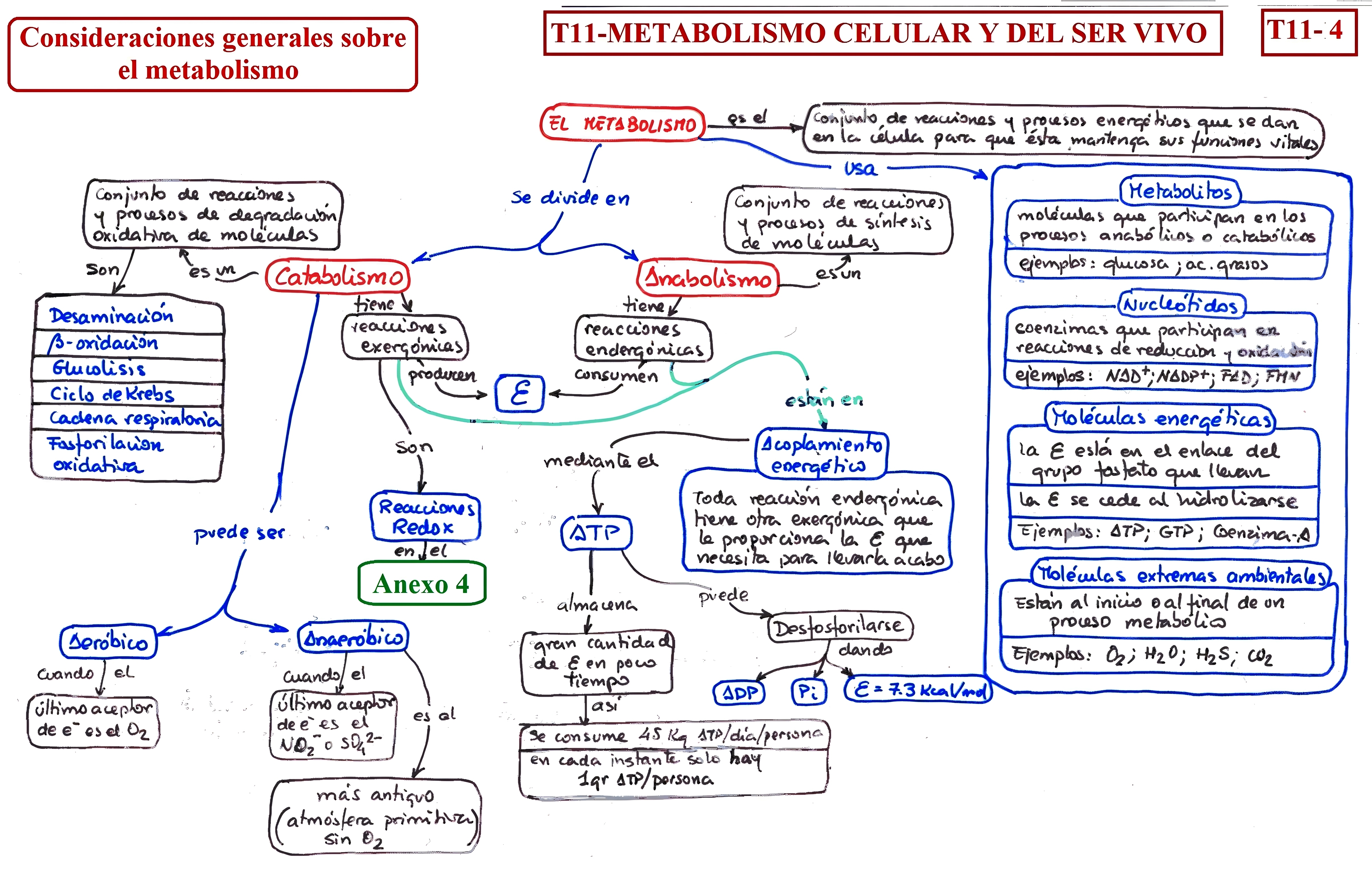 MAPA MENTAL SOBRE METABOLISMO CELULAR