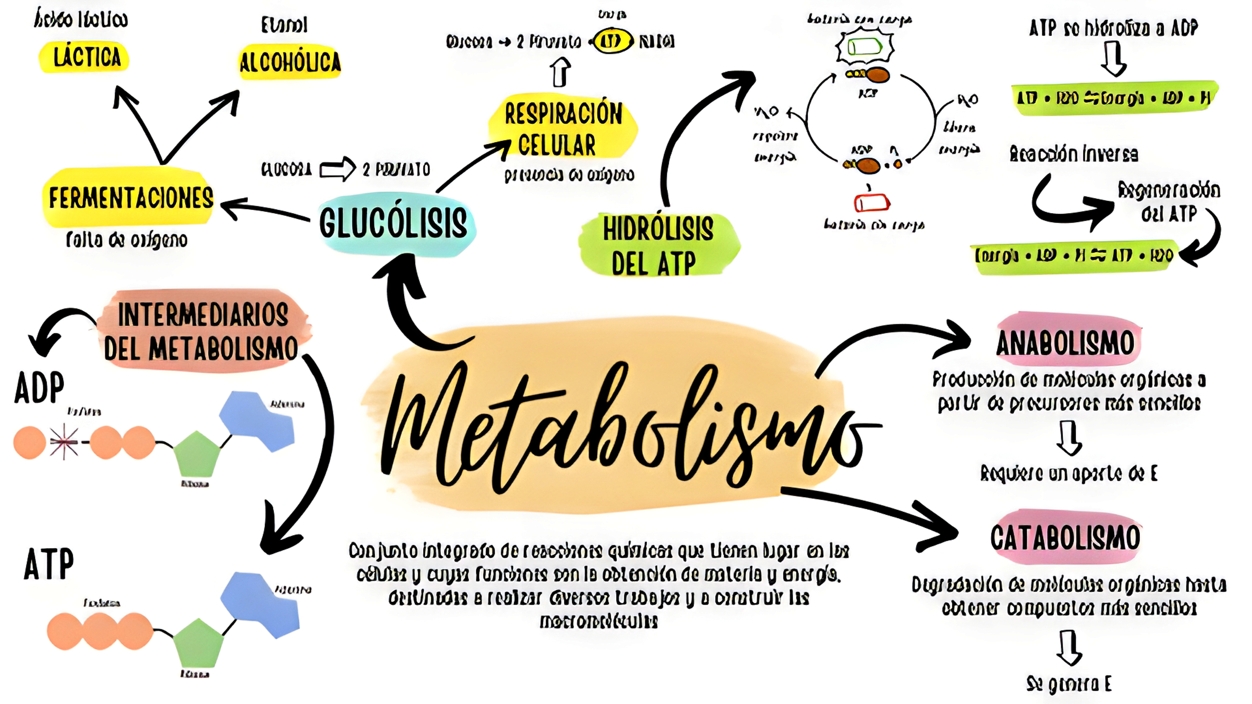 MAPA MENTAL SOBRE METABOLISMO CELULAR