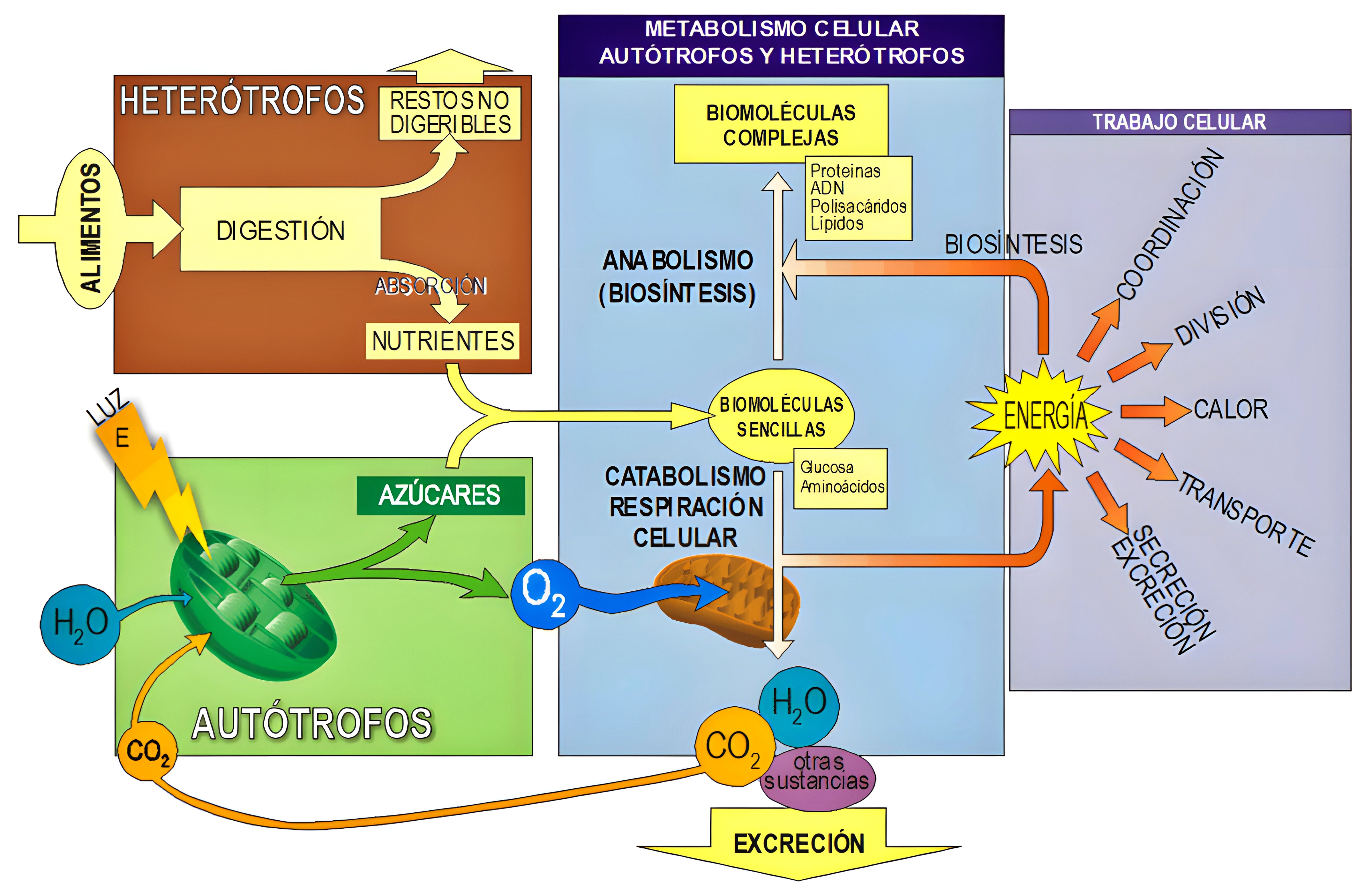 MAPA MENTAL SOBRE METABOLISMO CELULAR