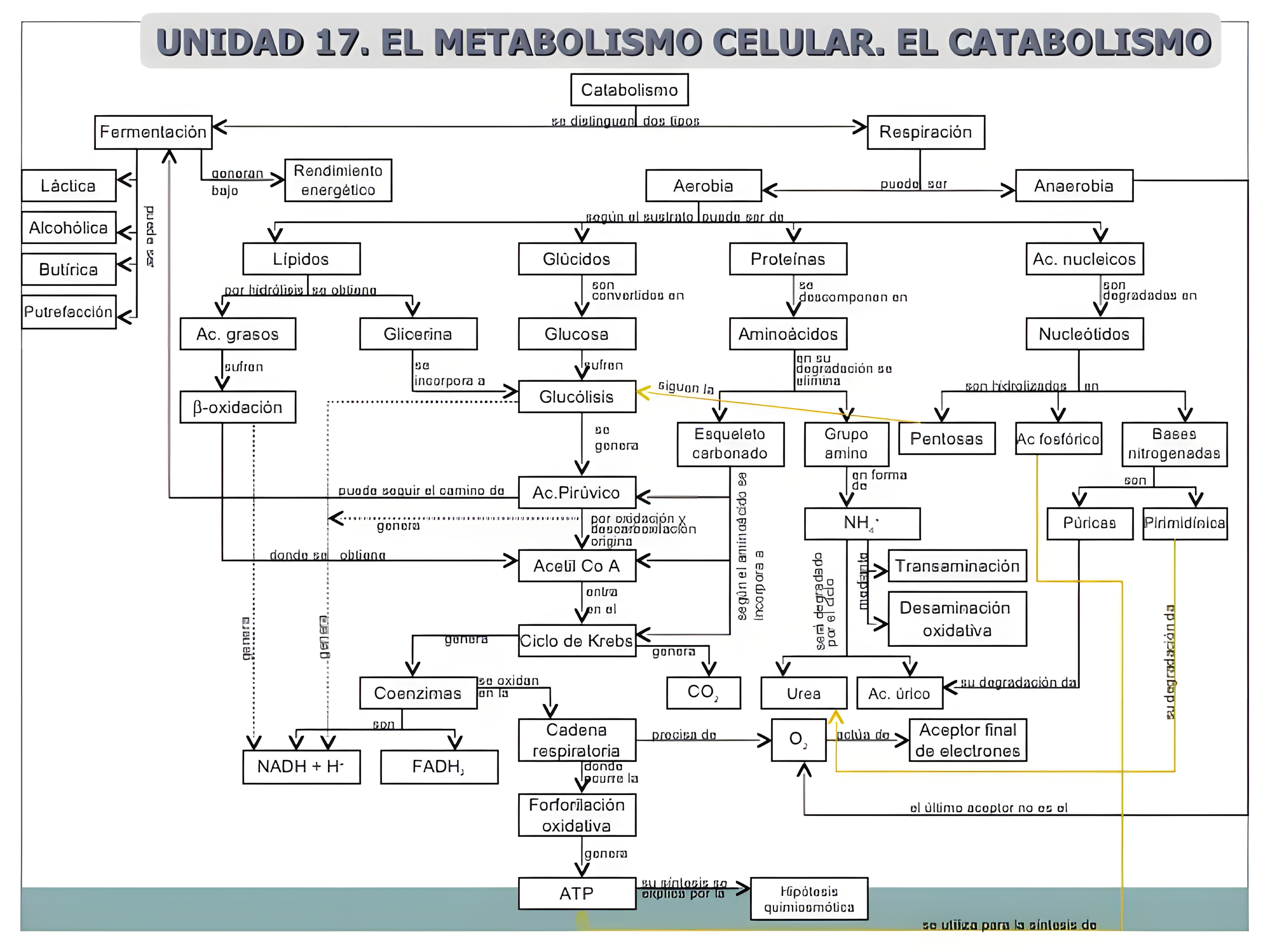 MAPA MENTAL SOBRE METABOLISMO CELULAR