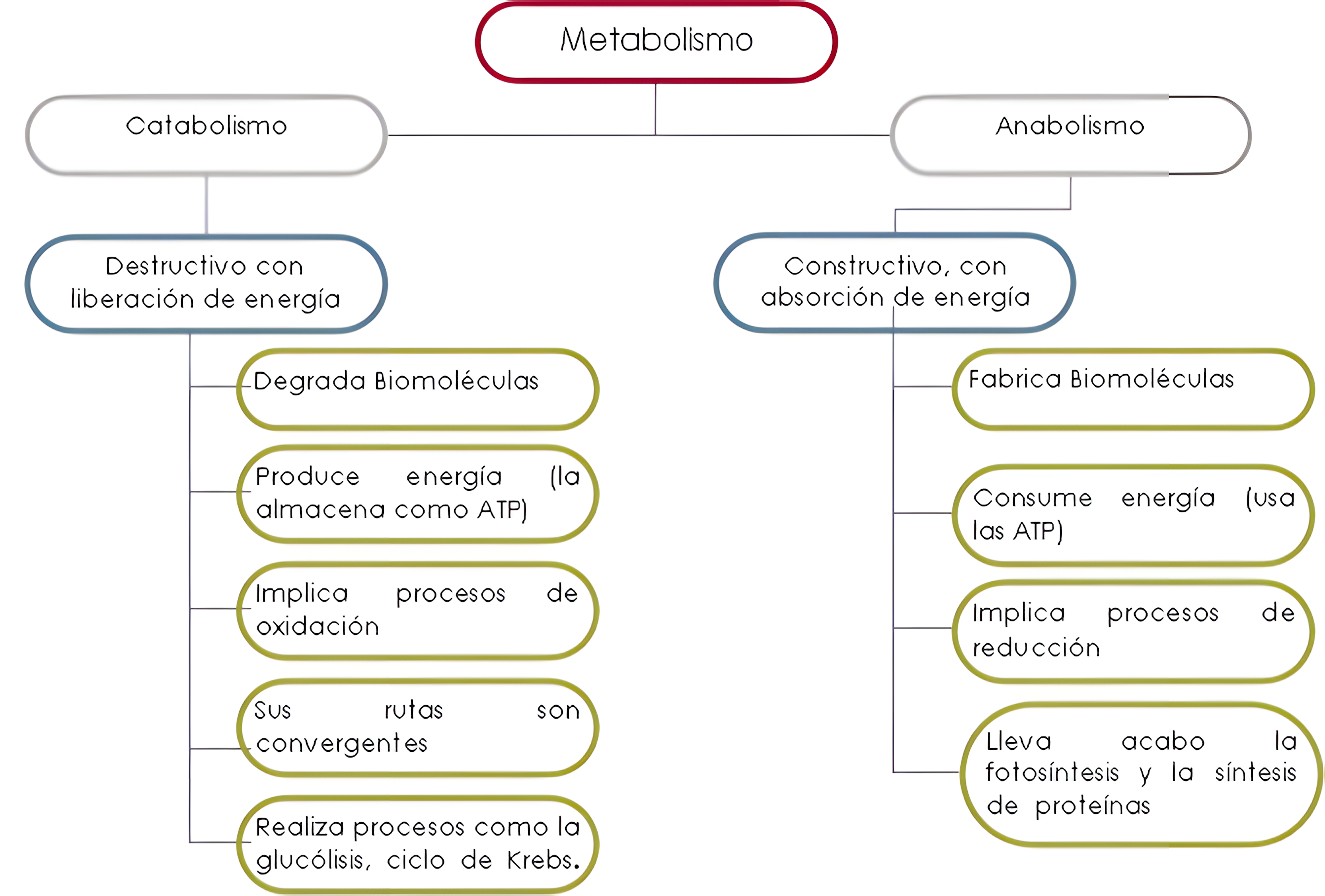 MAPA MENTAL SOBRE METABOLISMO CELULAR
