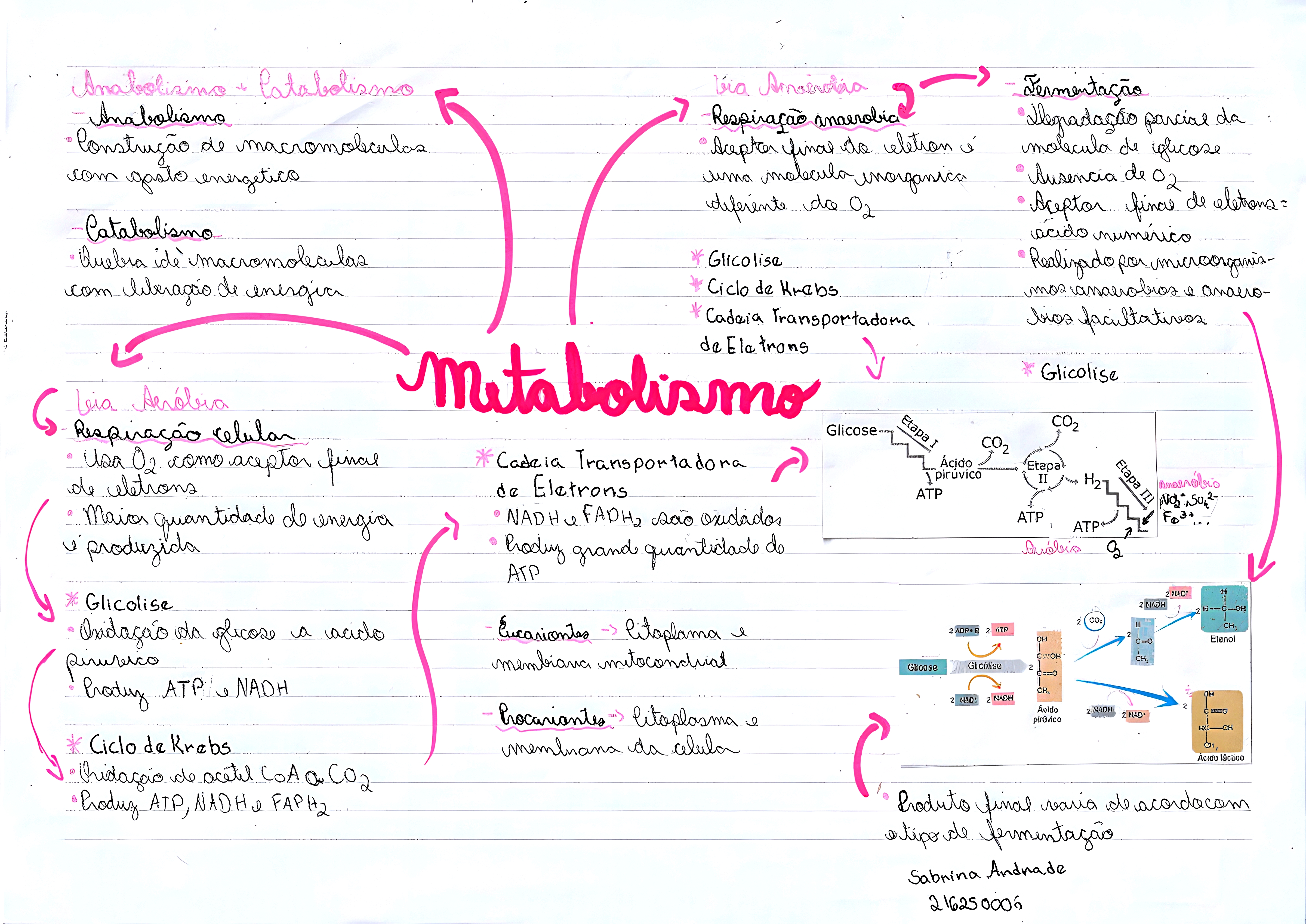 MAPA MENTAL SOBRE METABOLISMO CELULAR