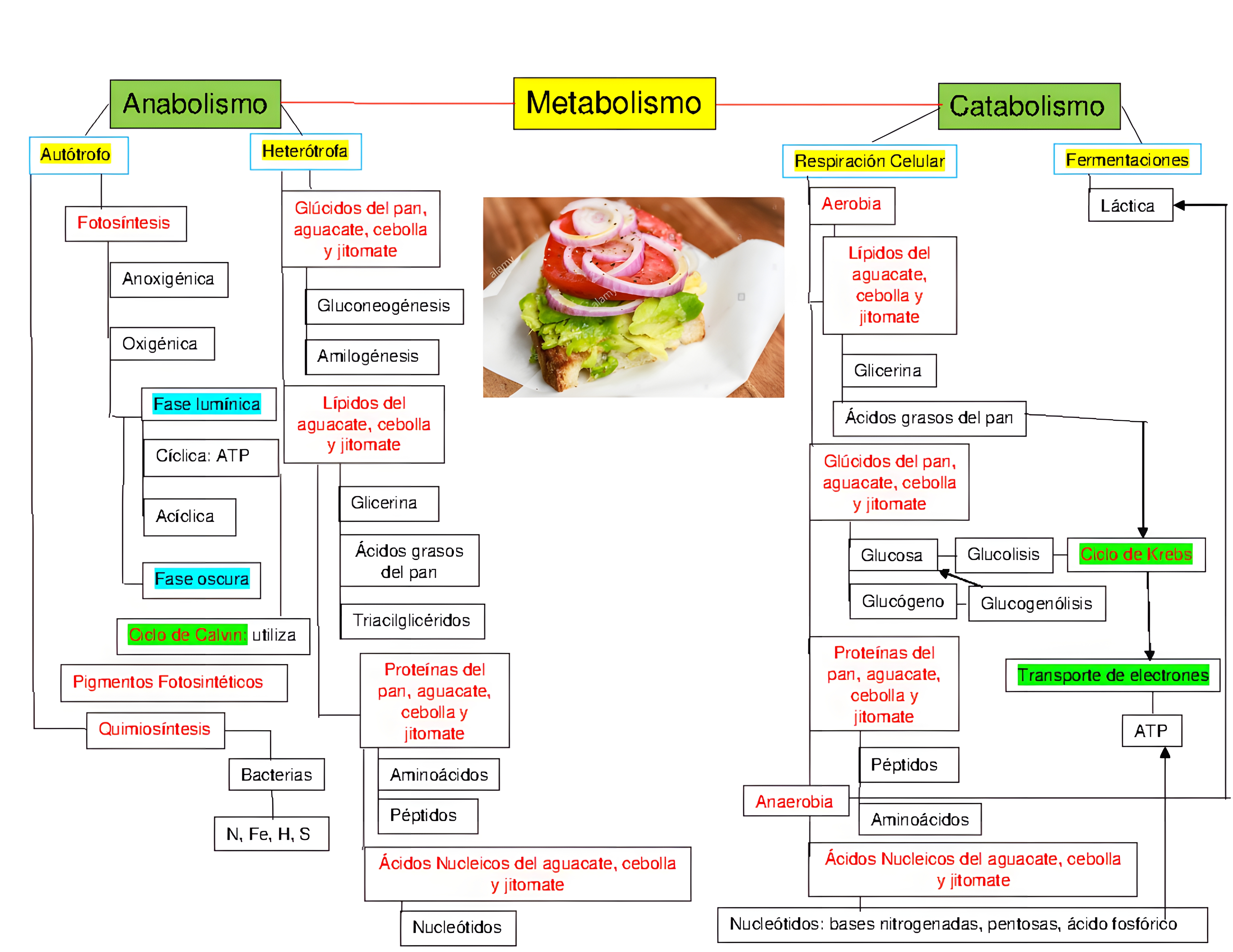 MAPA MENTAL SOBRE METABOLISMO CELULAR