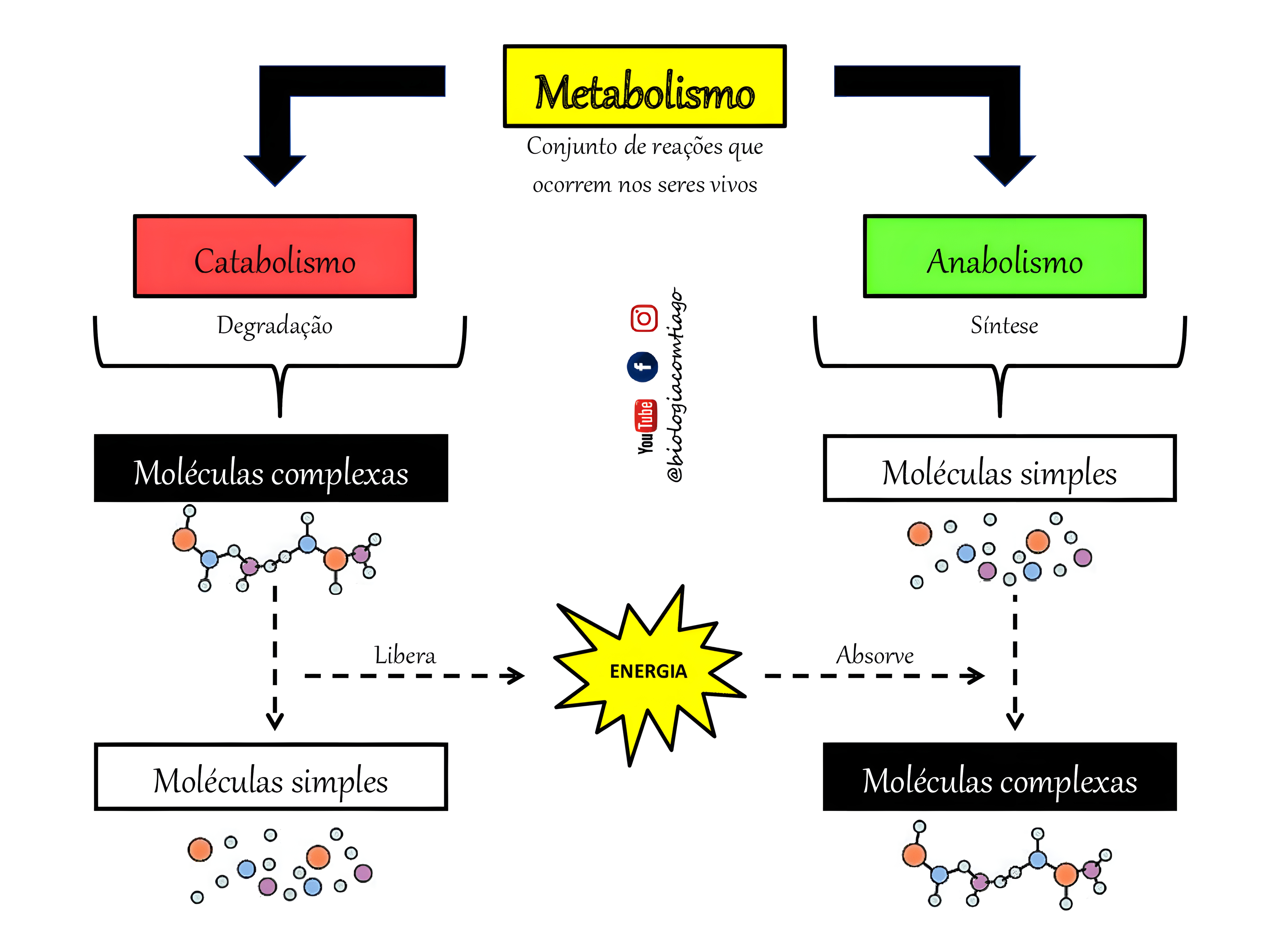 MAPA MENTAL SOBRE METABOLISMO CELULAR