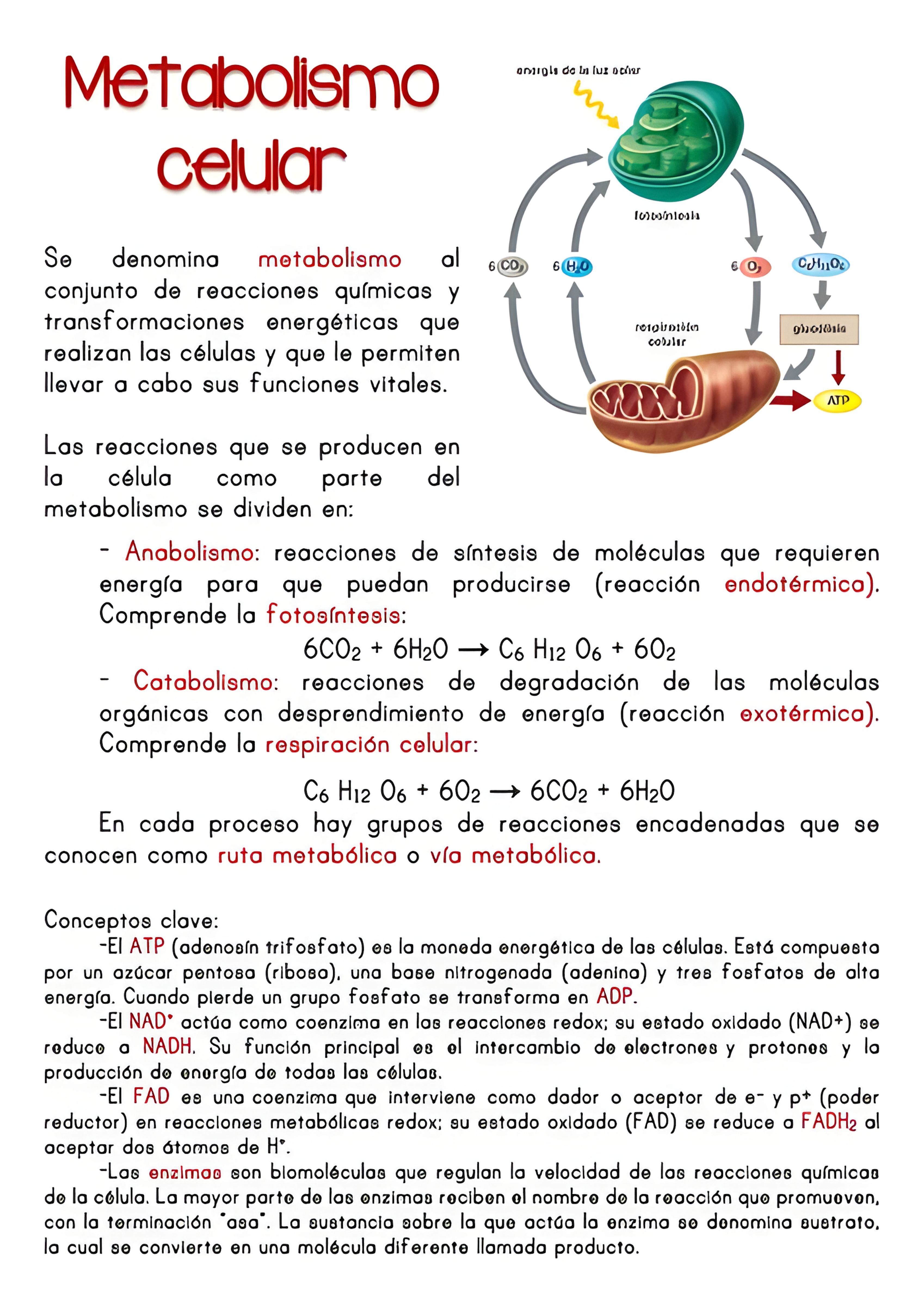 MAPA MENTAL SOBRE METABOLISMO CELULAR