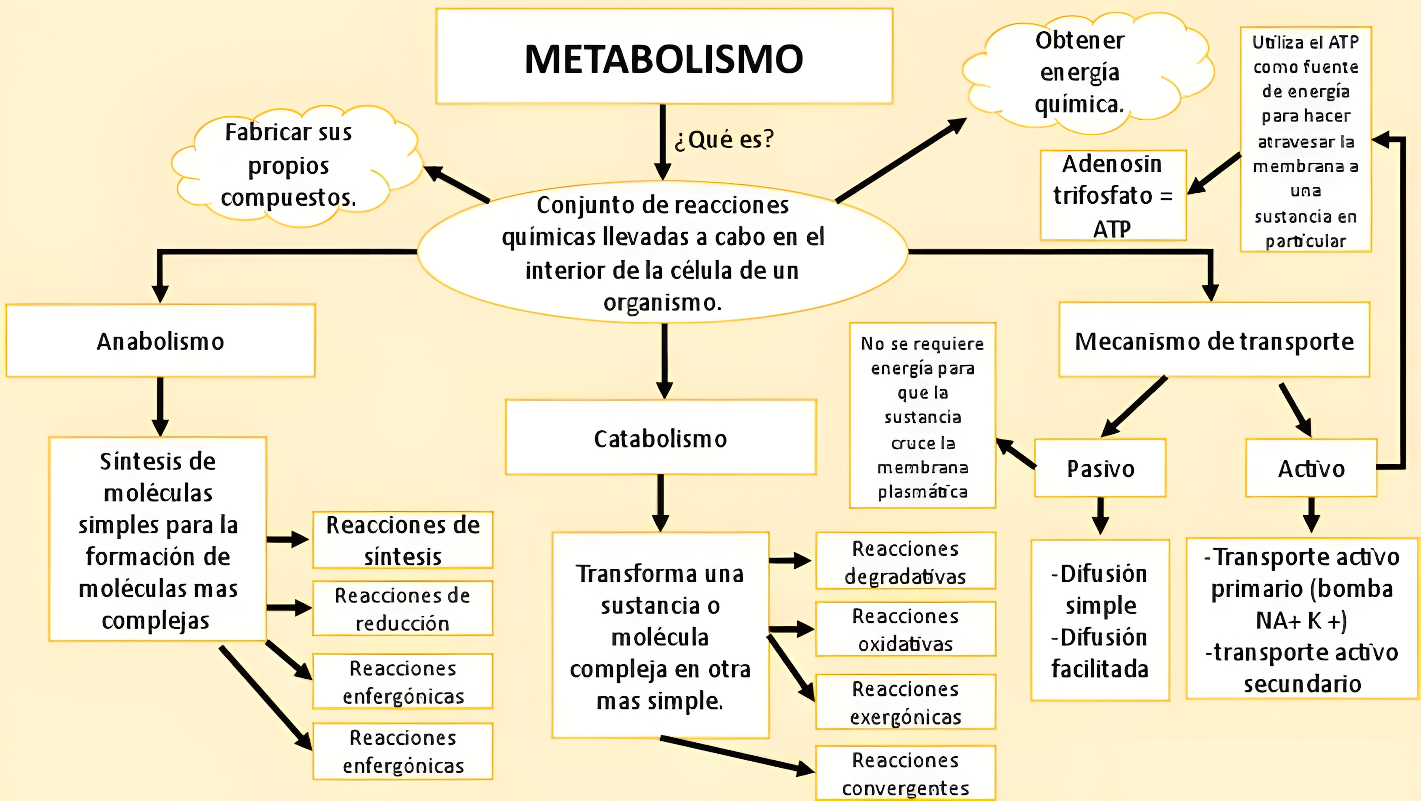 MAPA MENTAL SOBRE METABOLISMO CELULAR