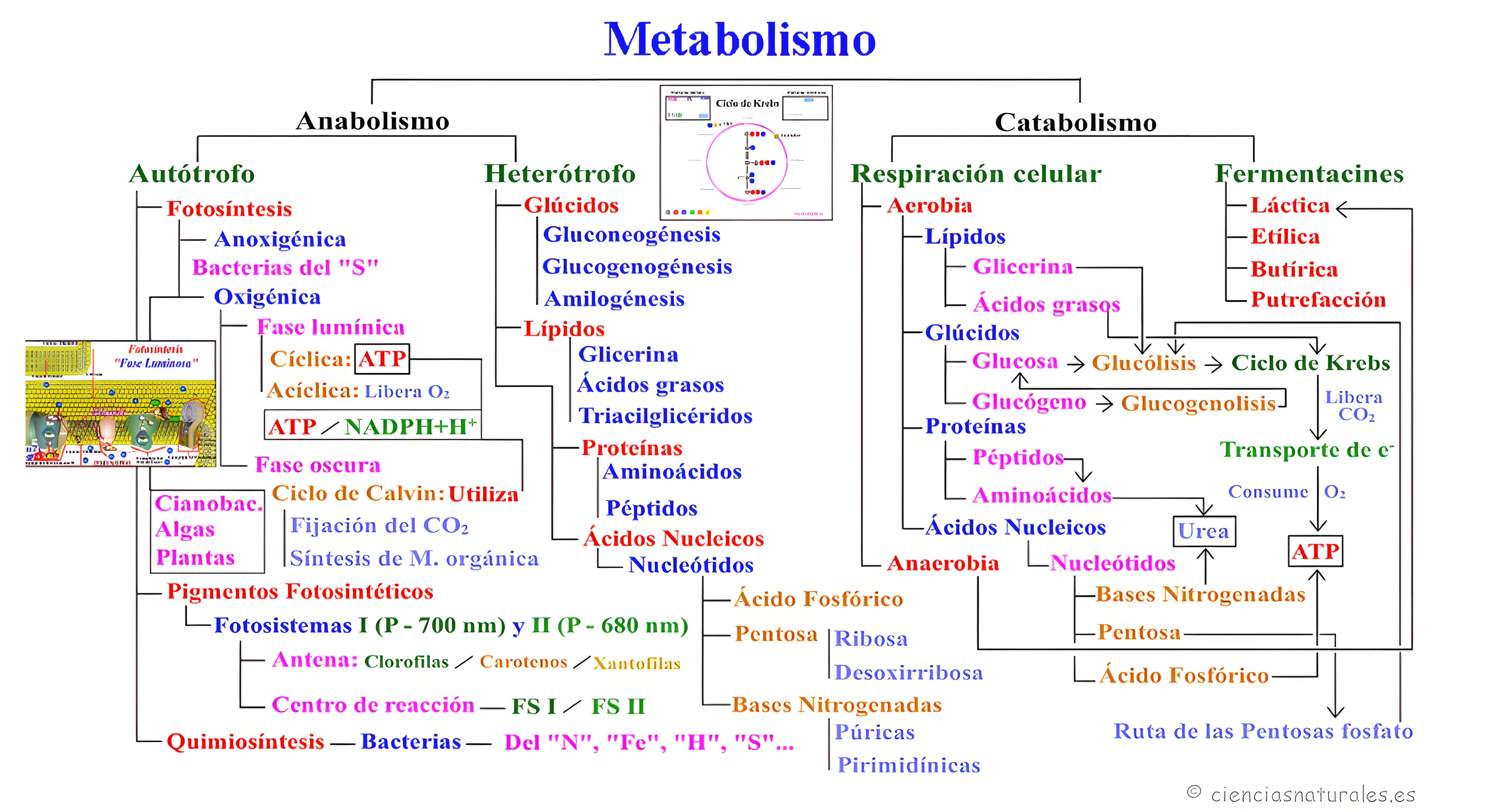 MAPA MENTAL SOBRE METABOLISMO CELULAR