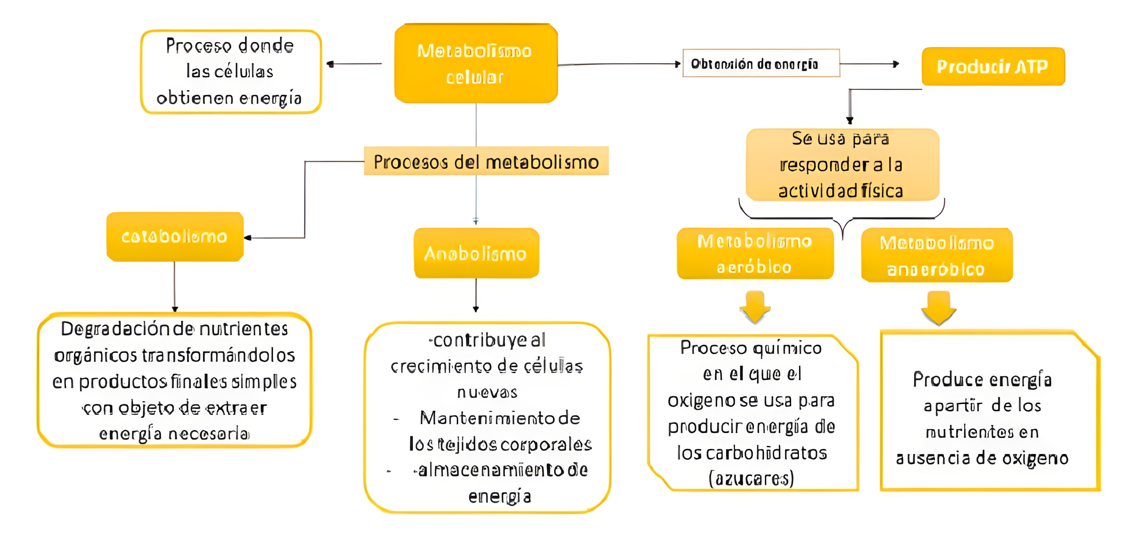 MAPA MENTAL SOBRE METABOLISMO CELULAR