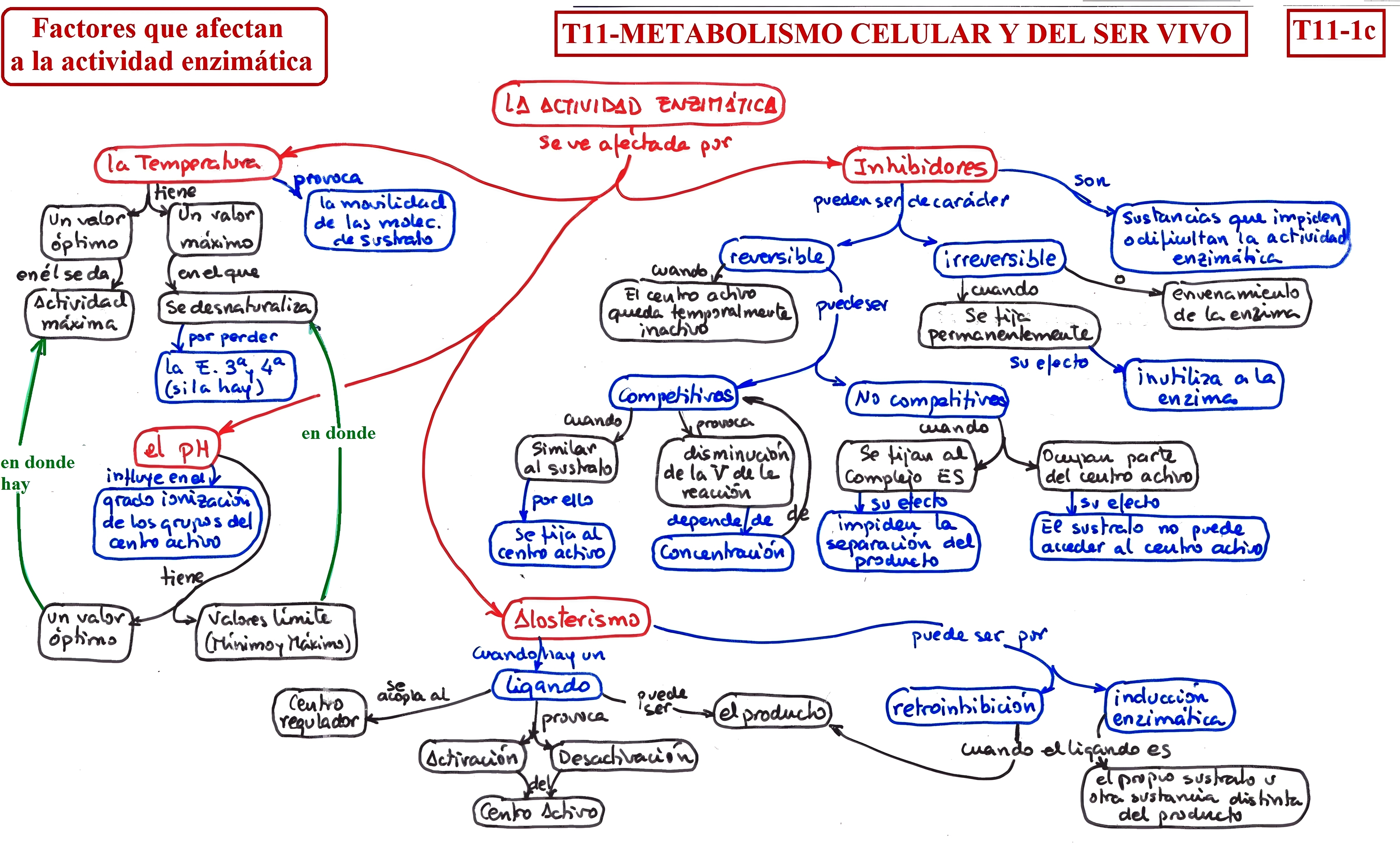 MAPA MENTAL SOBRE METABOLISMO CELULAR