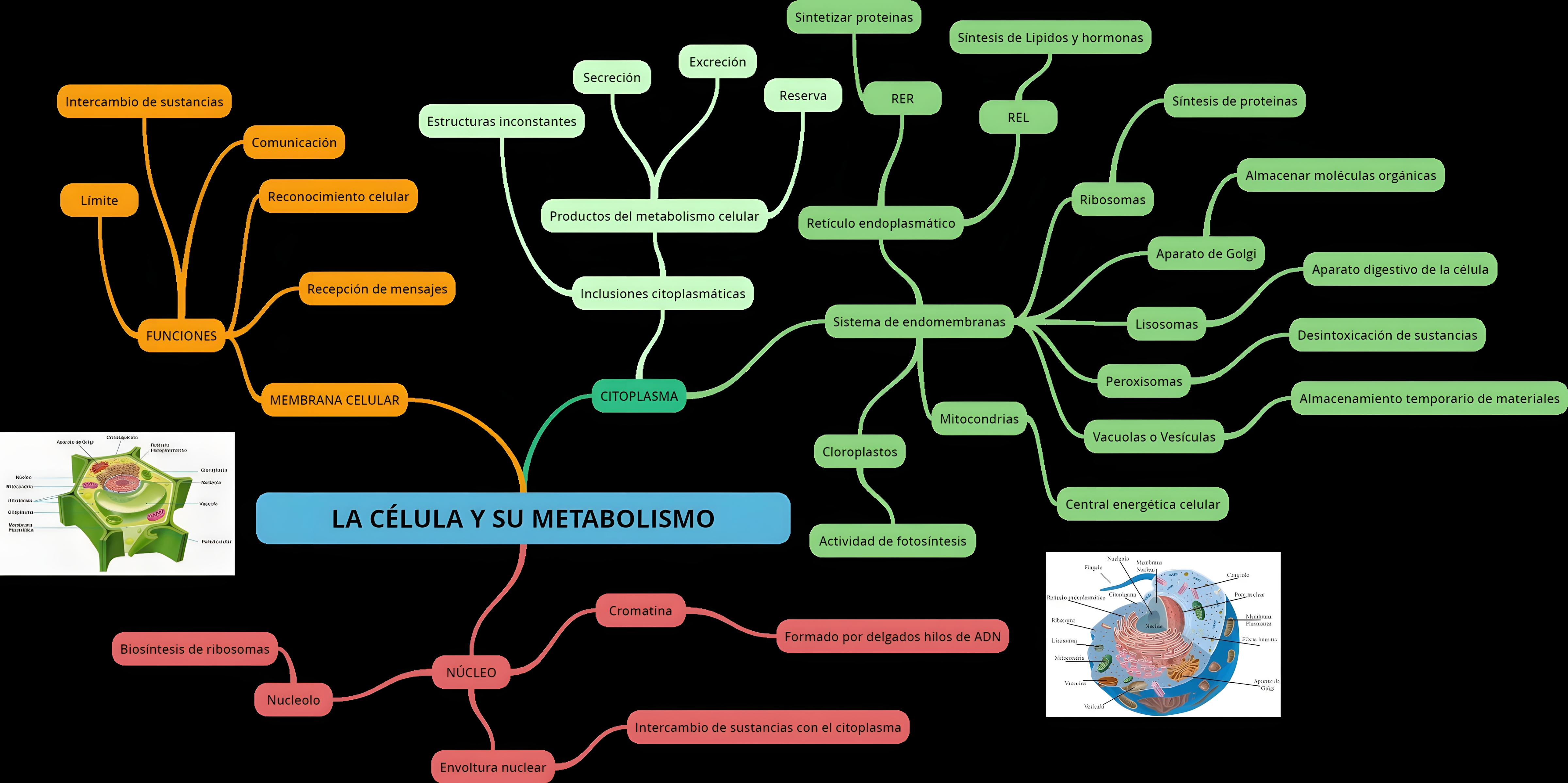 MAPA MENTAL SOBRE METABOLISMO CELULAR