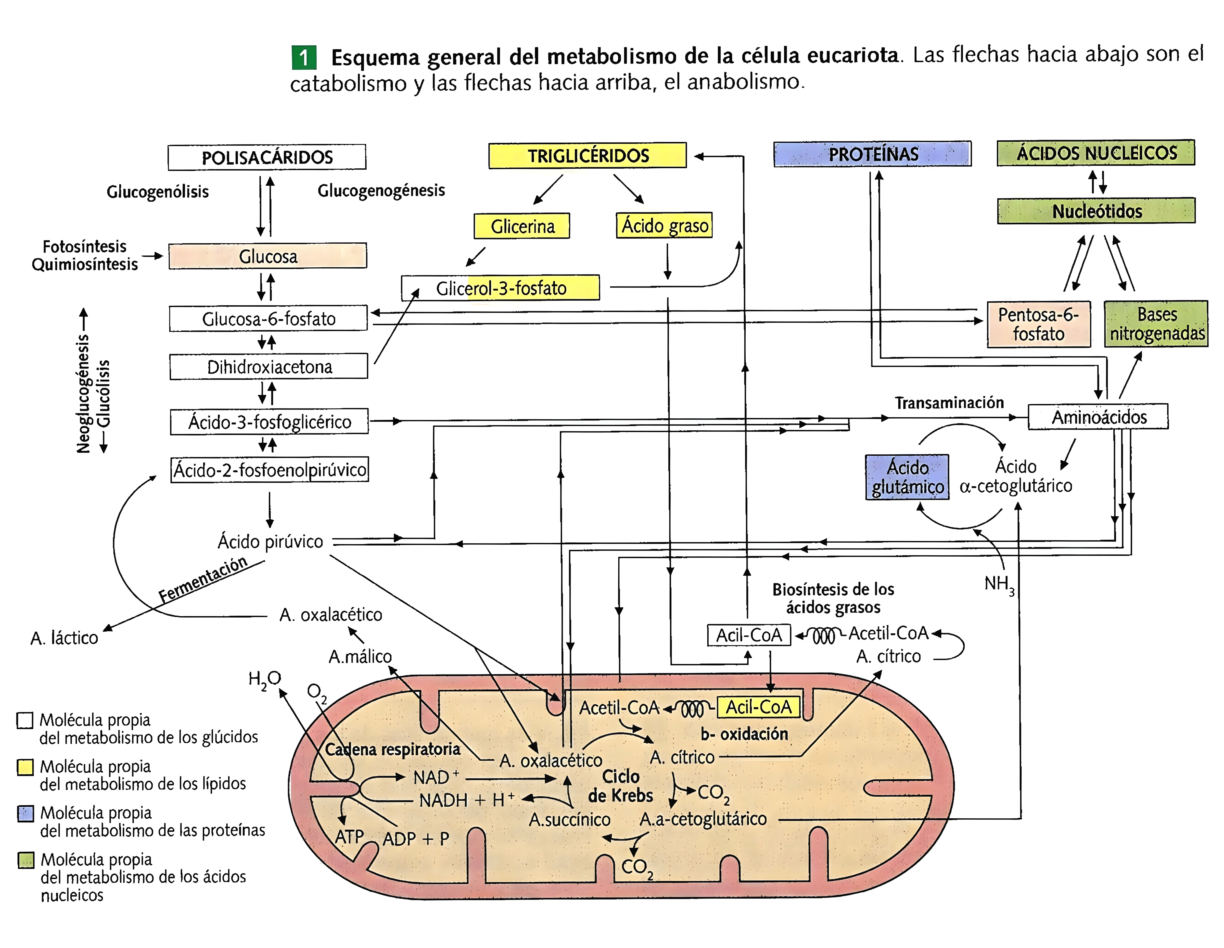 MAPA MENTAL SOBRE METABOLISMO CELULAR