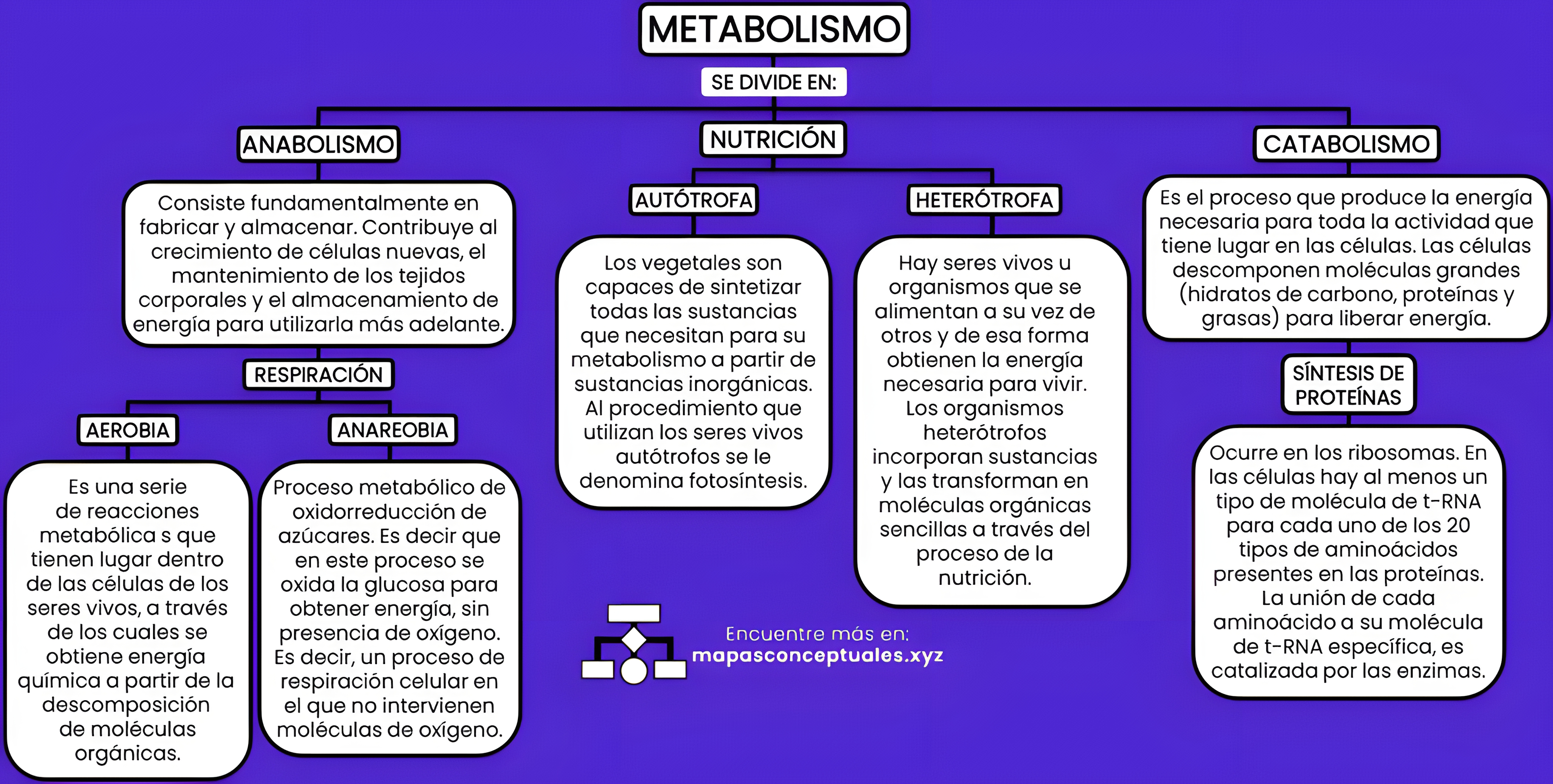 MAPA MENTAL SOBRE METABOLISMO CELULAR