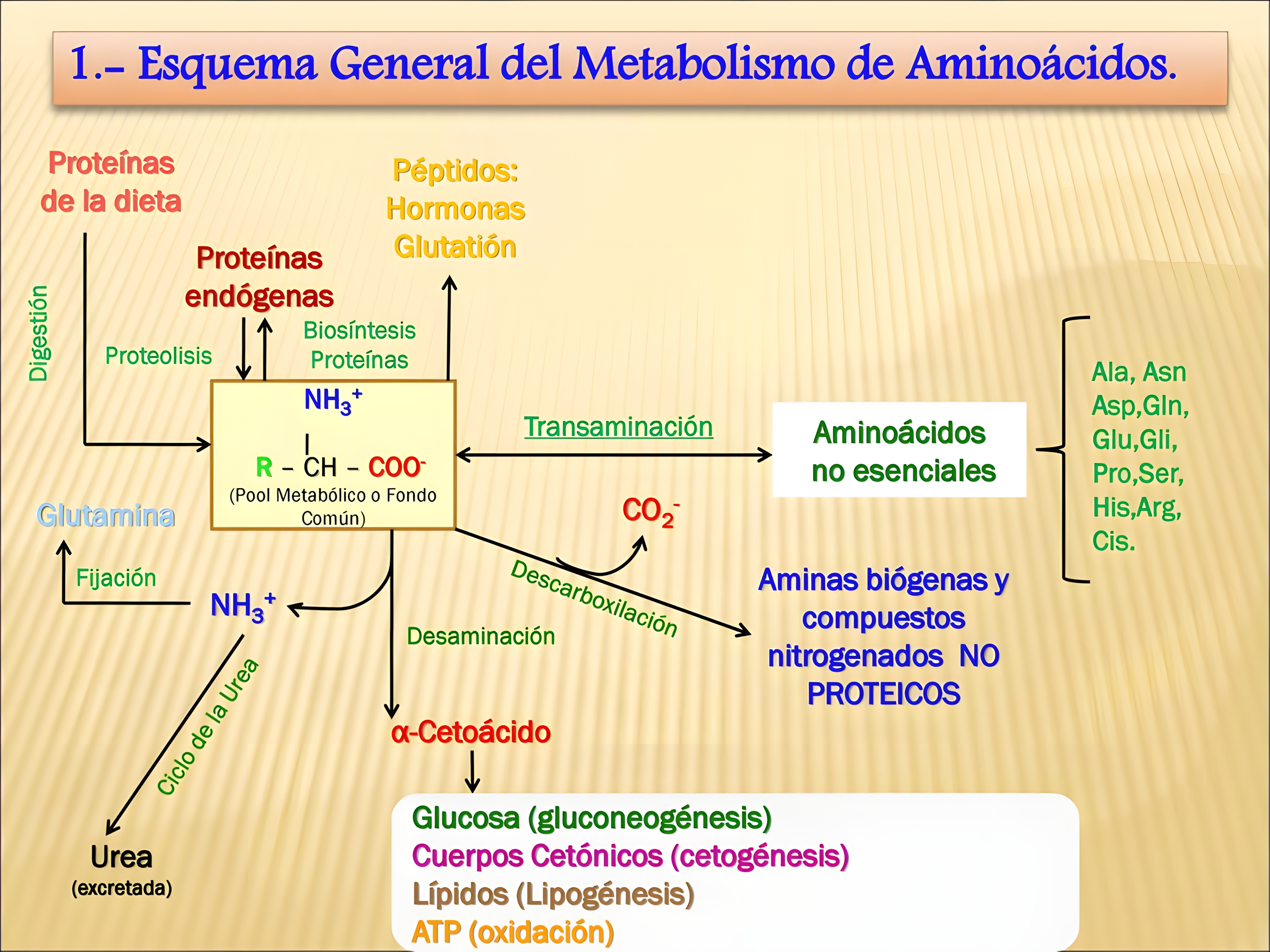 MAPA MENTAL SOBRE METABOLISMO CELULAR
