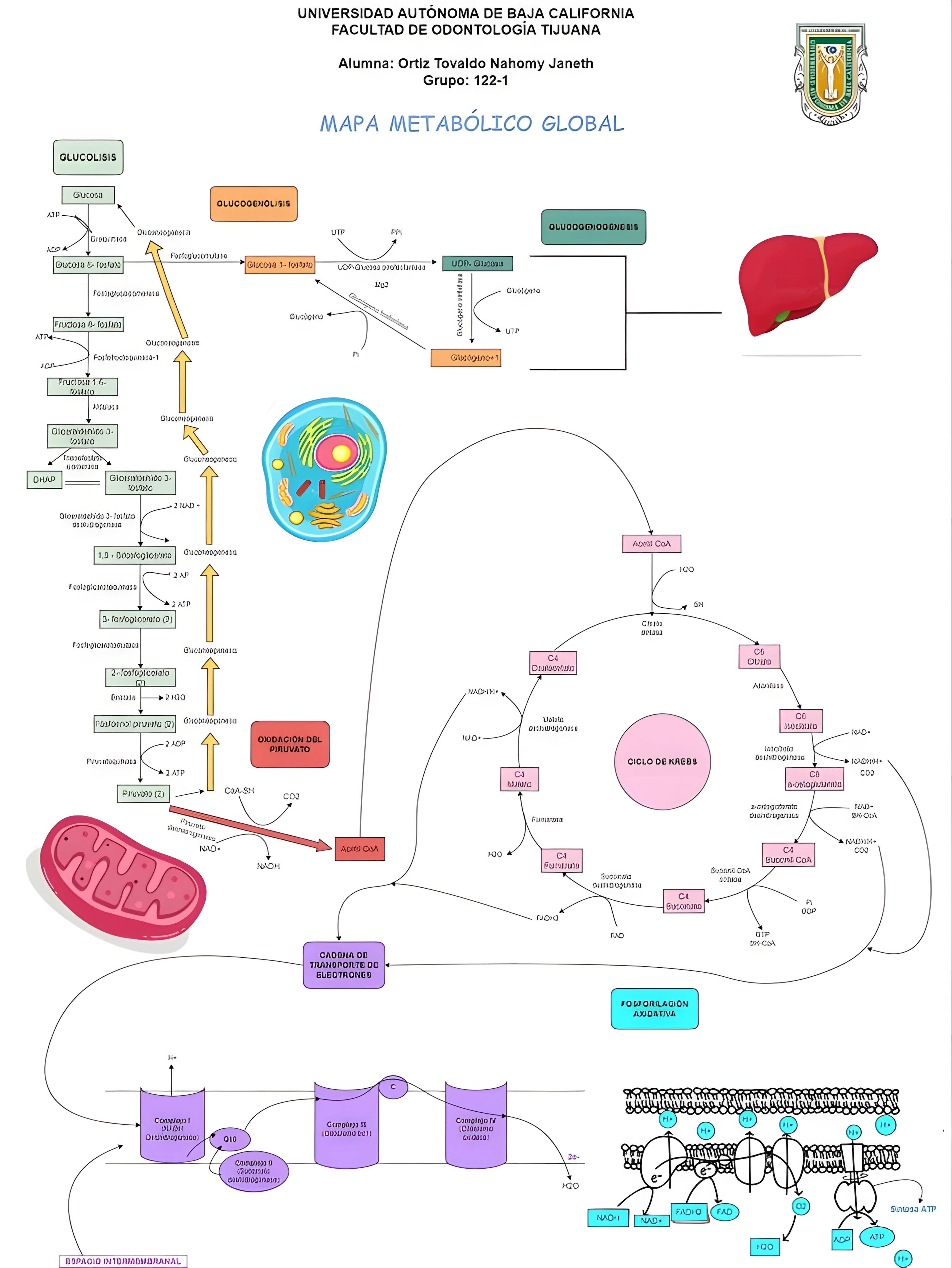 MAPA MENTAL SOBRE METABOLISMO CELULAR