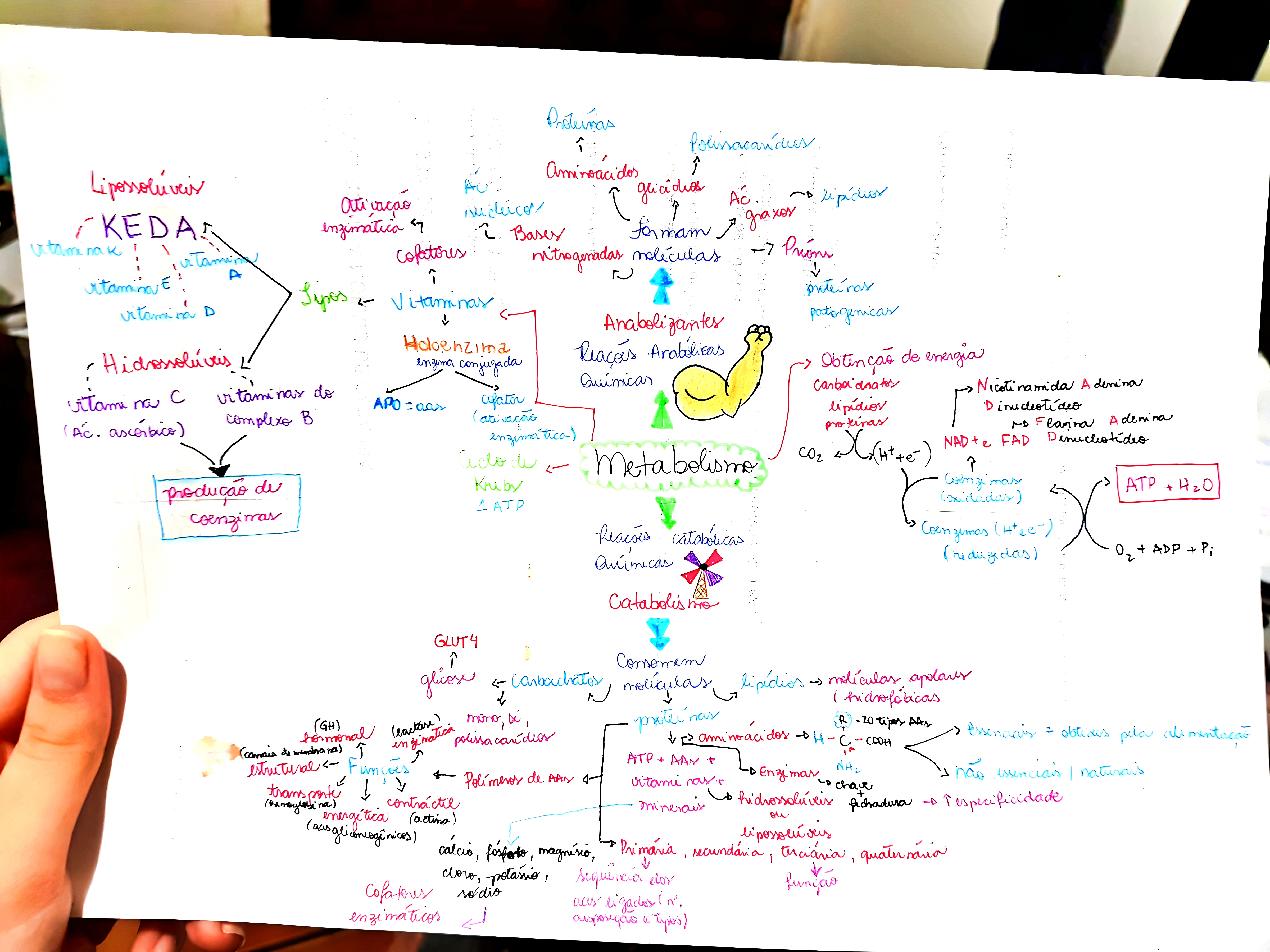 MAPA MENTAL SOBRE METABOLISMO CELULAR