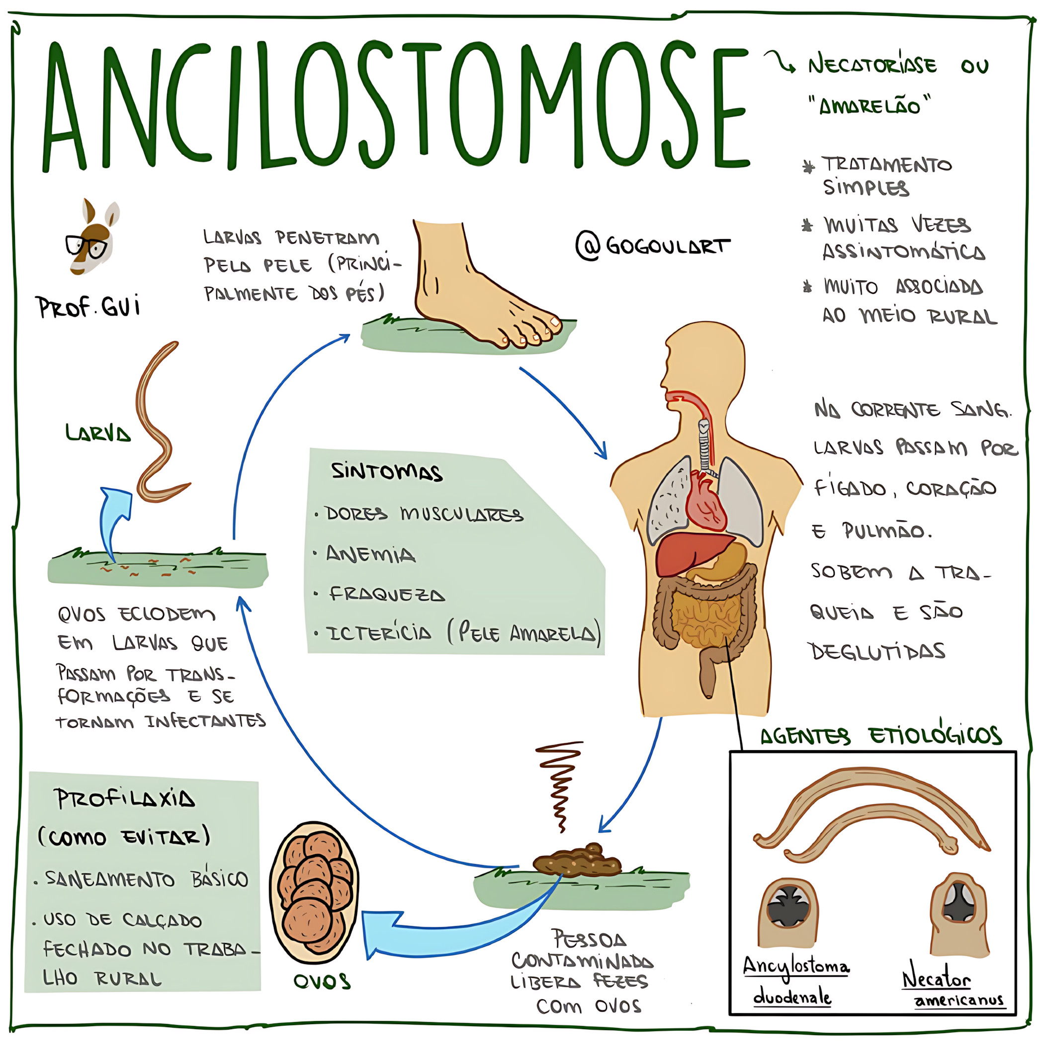 MAPA MENTAL SOBRE ANCILOSTOMOSE