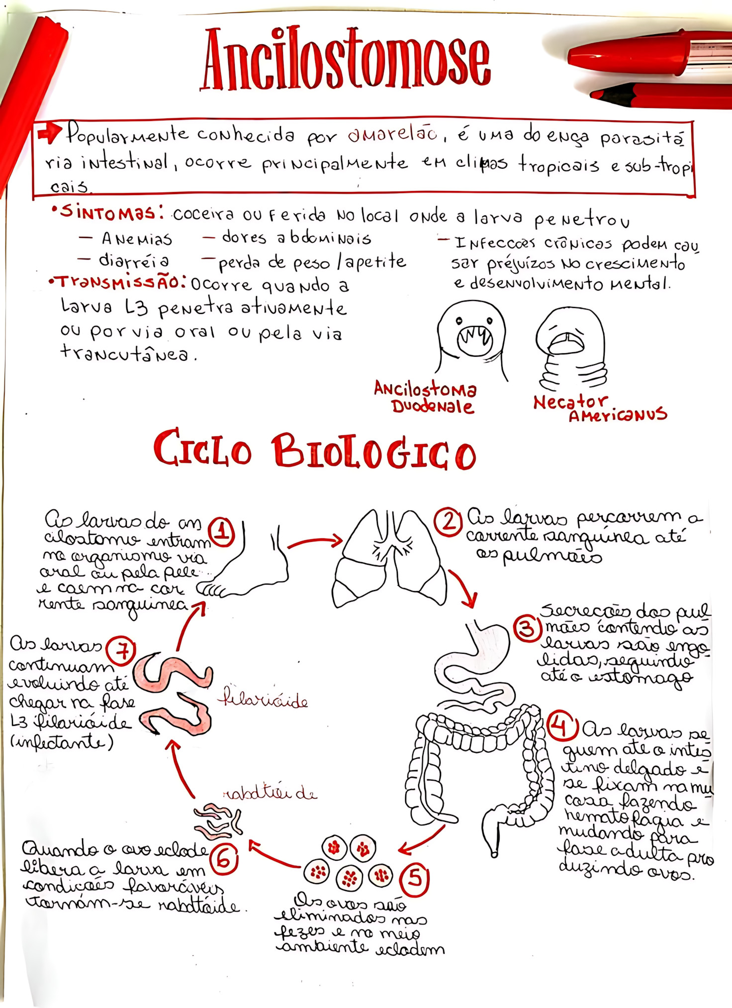 MAPA MENTAL SOBRE ANCILOSTOMOSE