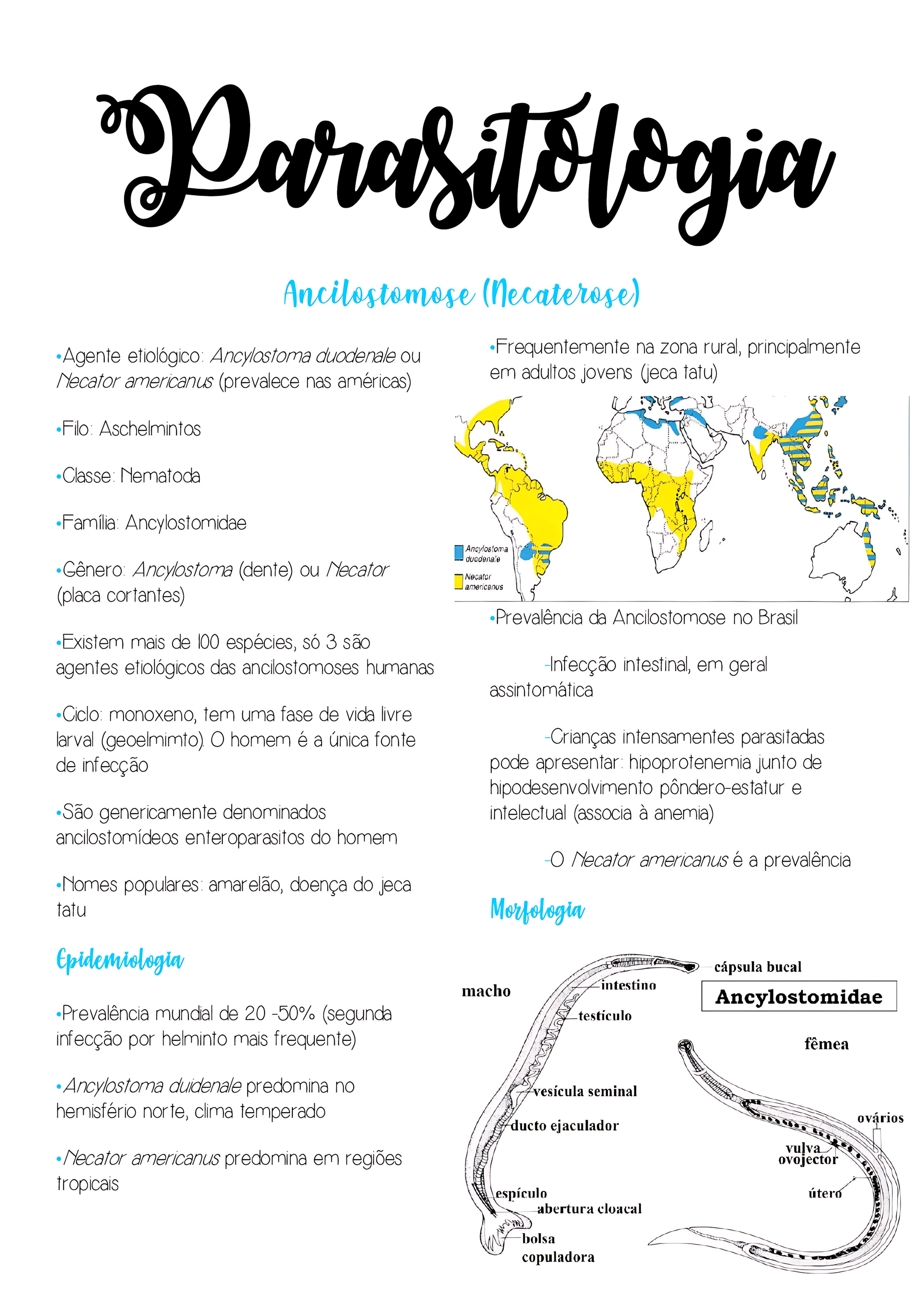 MAPA MENTAL SOBRE ANCILOSTOMOSE